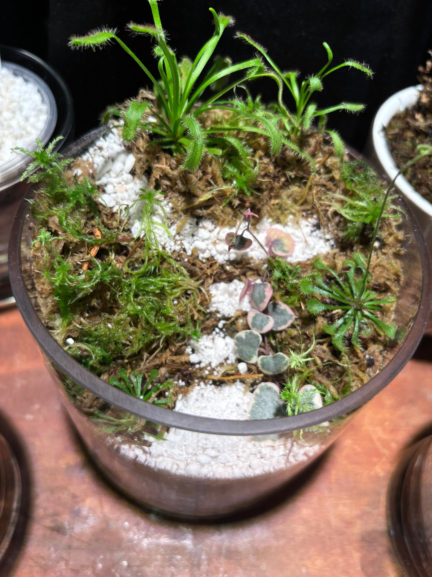 Sundew Carnivorous Plant Tiered Terrarium