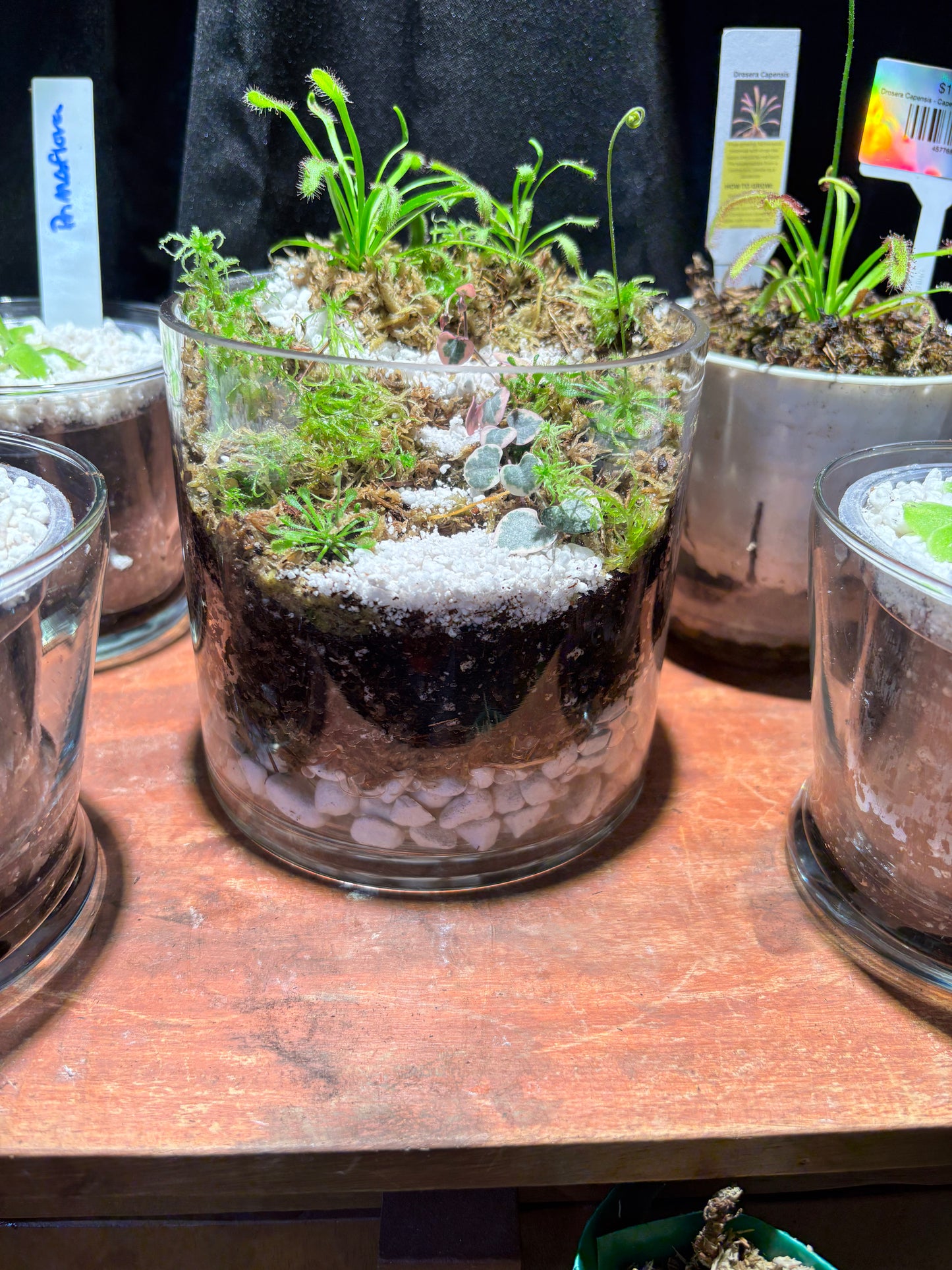 Sundew Carnivorous Plant Tiered Terrarium