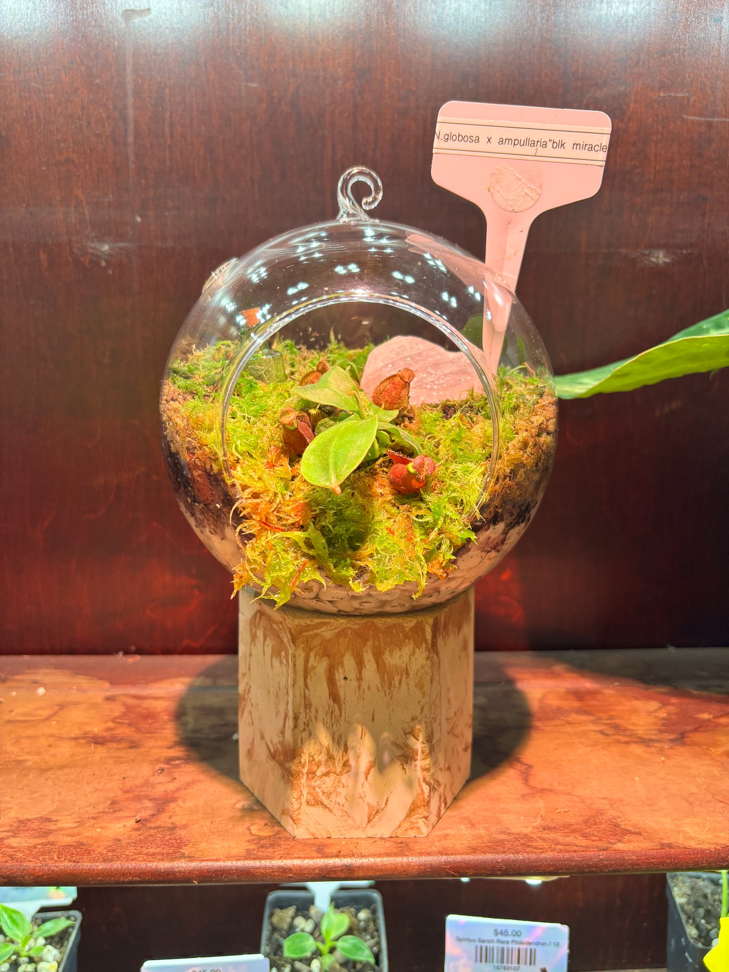 Nepenthes Terrarium Globe (N Globulosa x Amp. Black Miracle x Bicalcarata) Carnivorous Plant