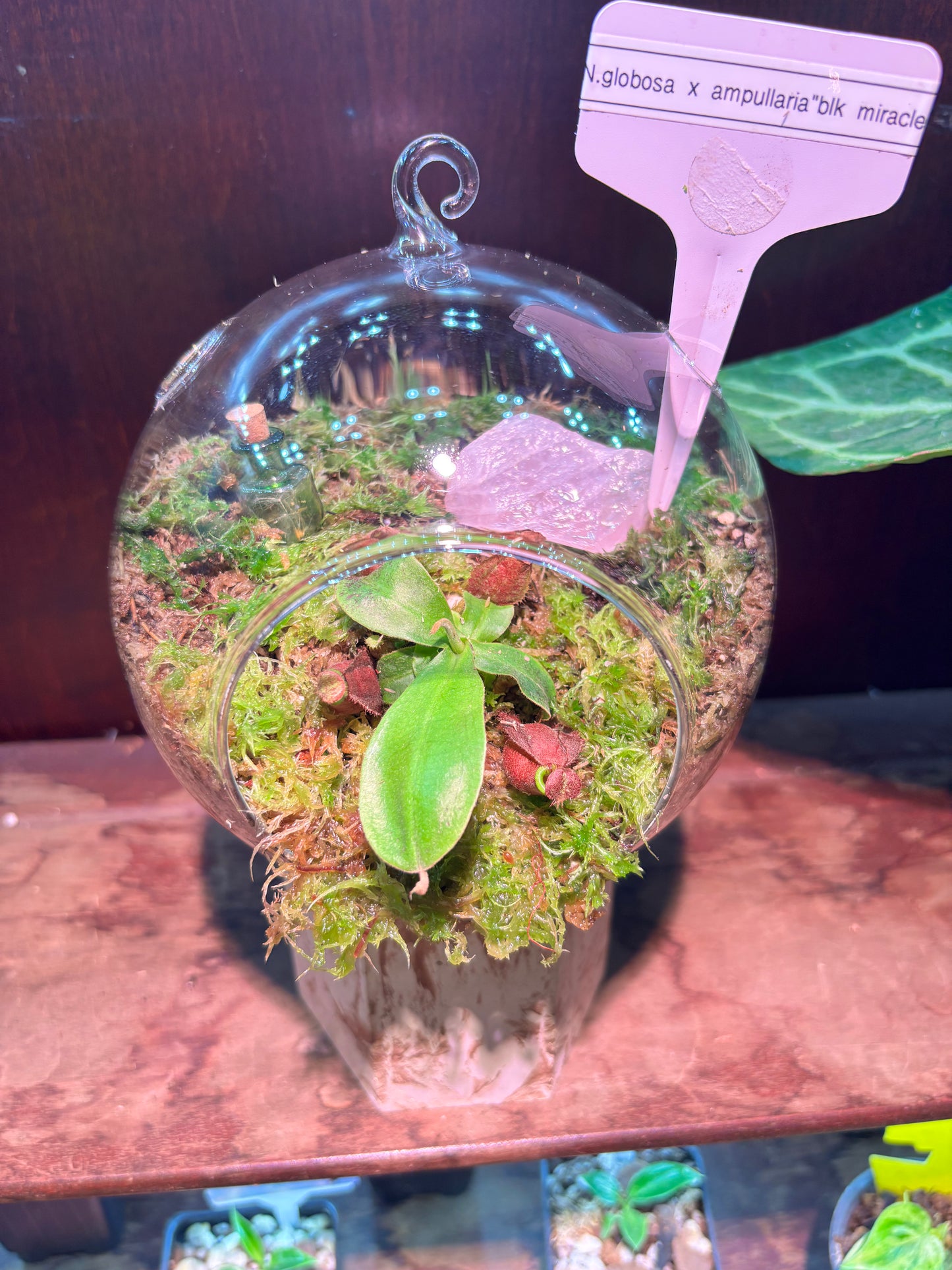 Nepenthes Terrarium Globe (N Globulosa x Amp. Black Miracle x Bicalcarata) Carnivorous Plant