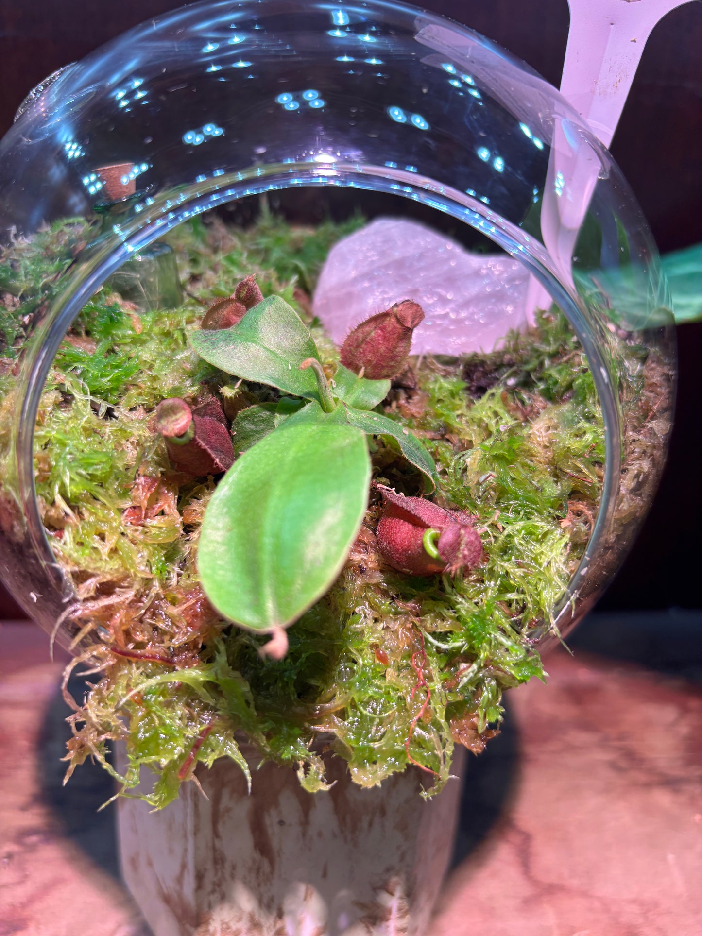 Nepenthes Terrarium Globe (N Globulosa x Amp. Black Miracle x Bicalcarata) Carnivorous Plant