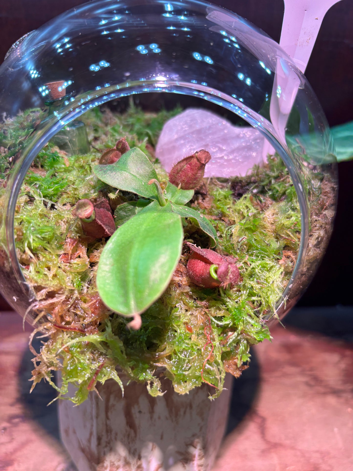 Nepenthes Terrarium Globe (N Globulosa x Amp. Black Miracle x Bicalcarata) Carnivorous Plant