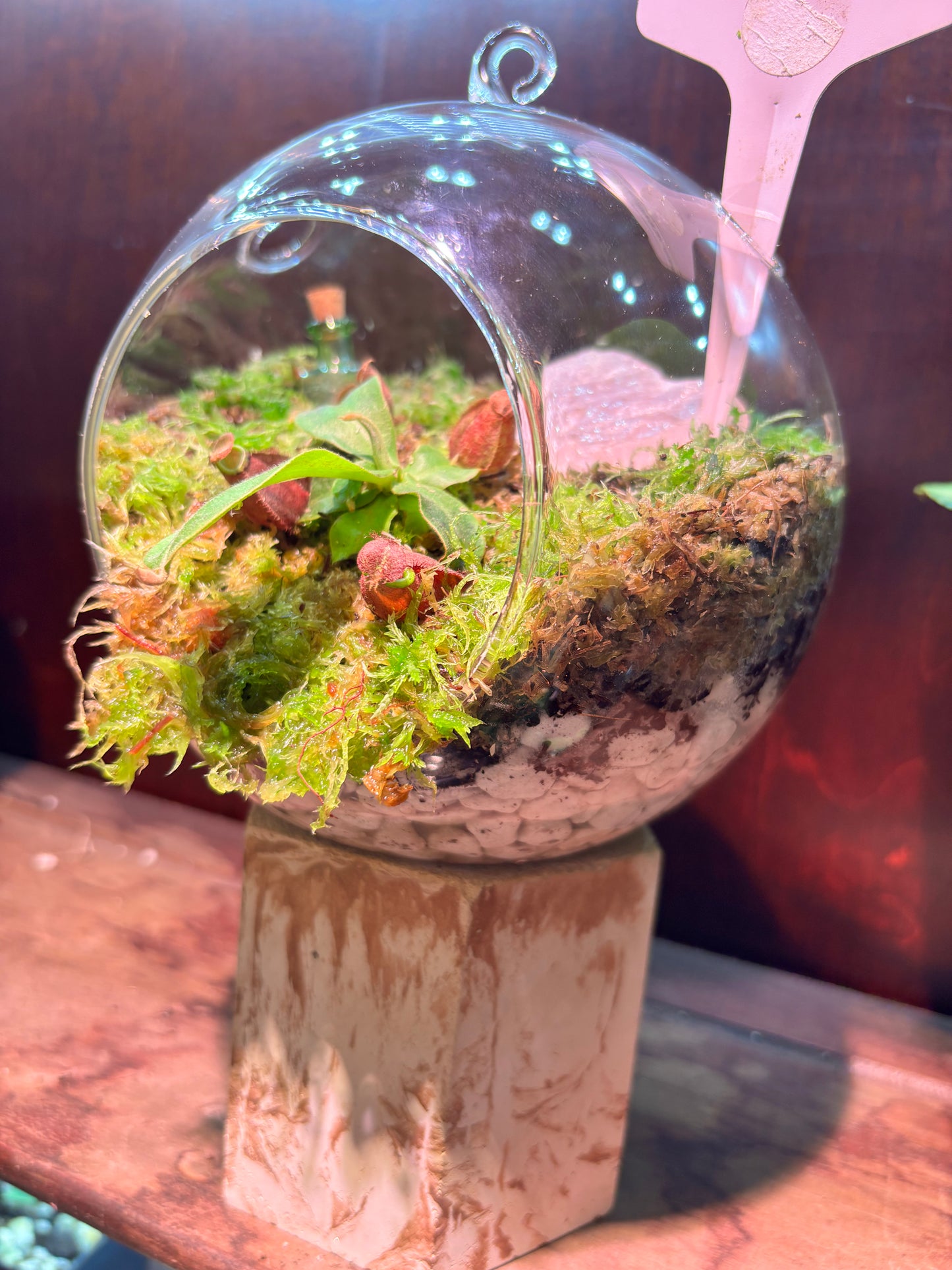 Nepenthes Terrarium Globe (N Globulosa x Amp. Black Miracle x Bicalcarata) Carnivorous Plant