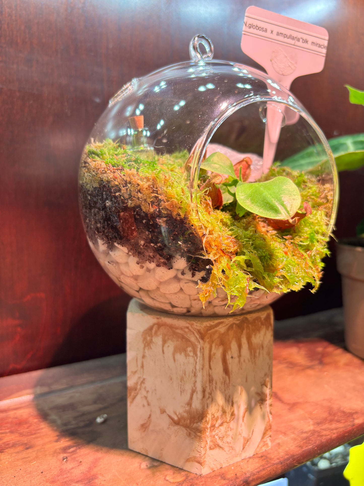 Nepenthes Terrarium Globe (N Globulosa x Amp. Black Miracle x Bicalcarata) Carnivorous Plant