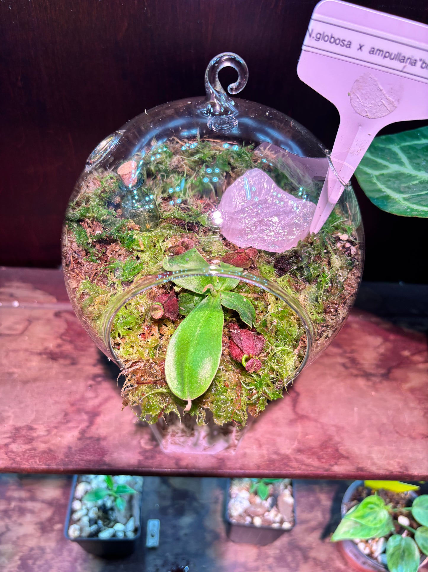 Nepenthes Terrarium Globe (N Globulosa x Amp. Black Miracle x Bicalcarata) Carnivorous Plant