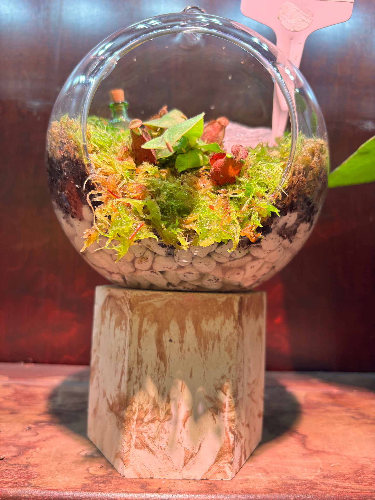 Nepenthes Terrarium Globe (N Globulosa x Amp. Black Miracle x Bicalcarata) Carnivorous Plant