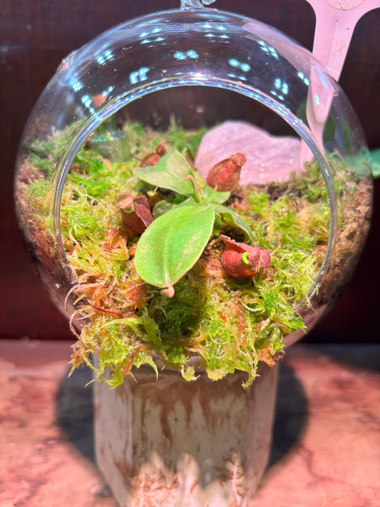 Nepenthes Terrarium Globe (N Globulosa x Amp. Black Miracle x Bicalcarata) Carnivorous Plant