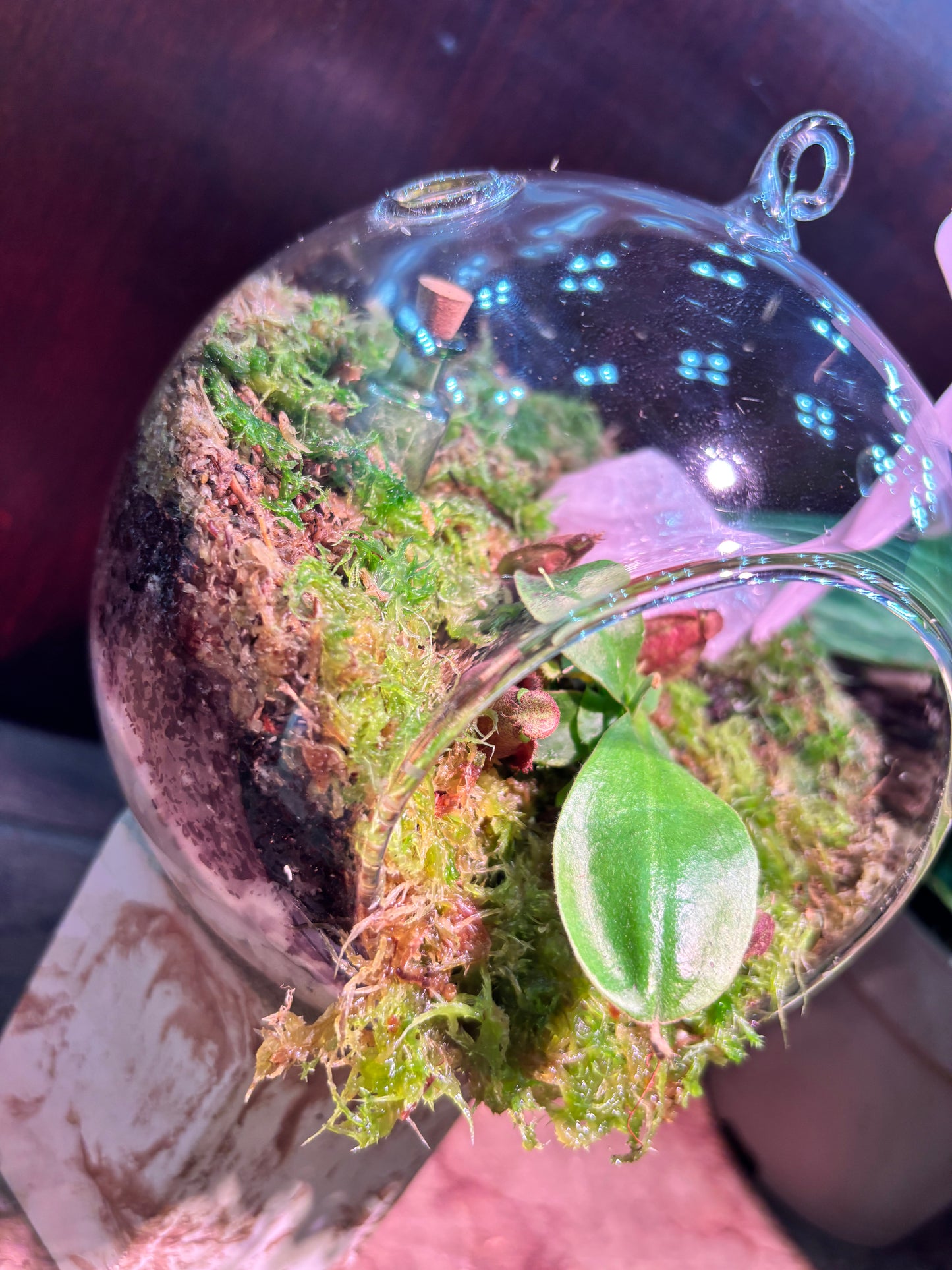 Nepenthes Terrarium Globe (N Globulosa x Amp. Black Miracle x Bicalcarata) Carnivorous Plant