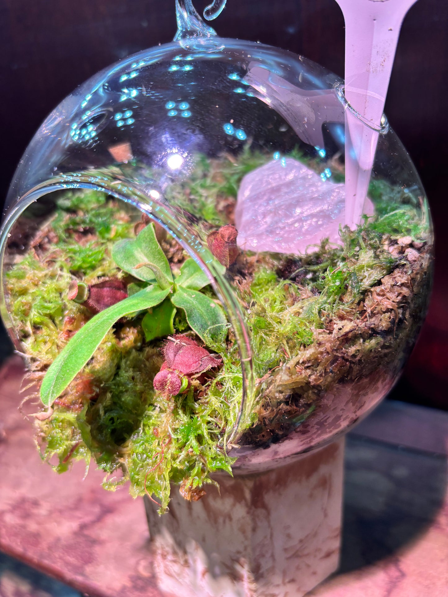 Nepenthes Terrarium Globe (N Globulosa x Amp. Black Miracle x Bicalcarata) Carnivorous Plant