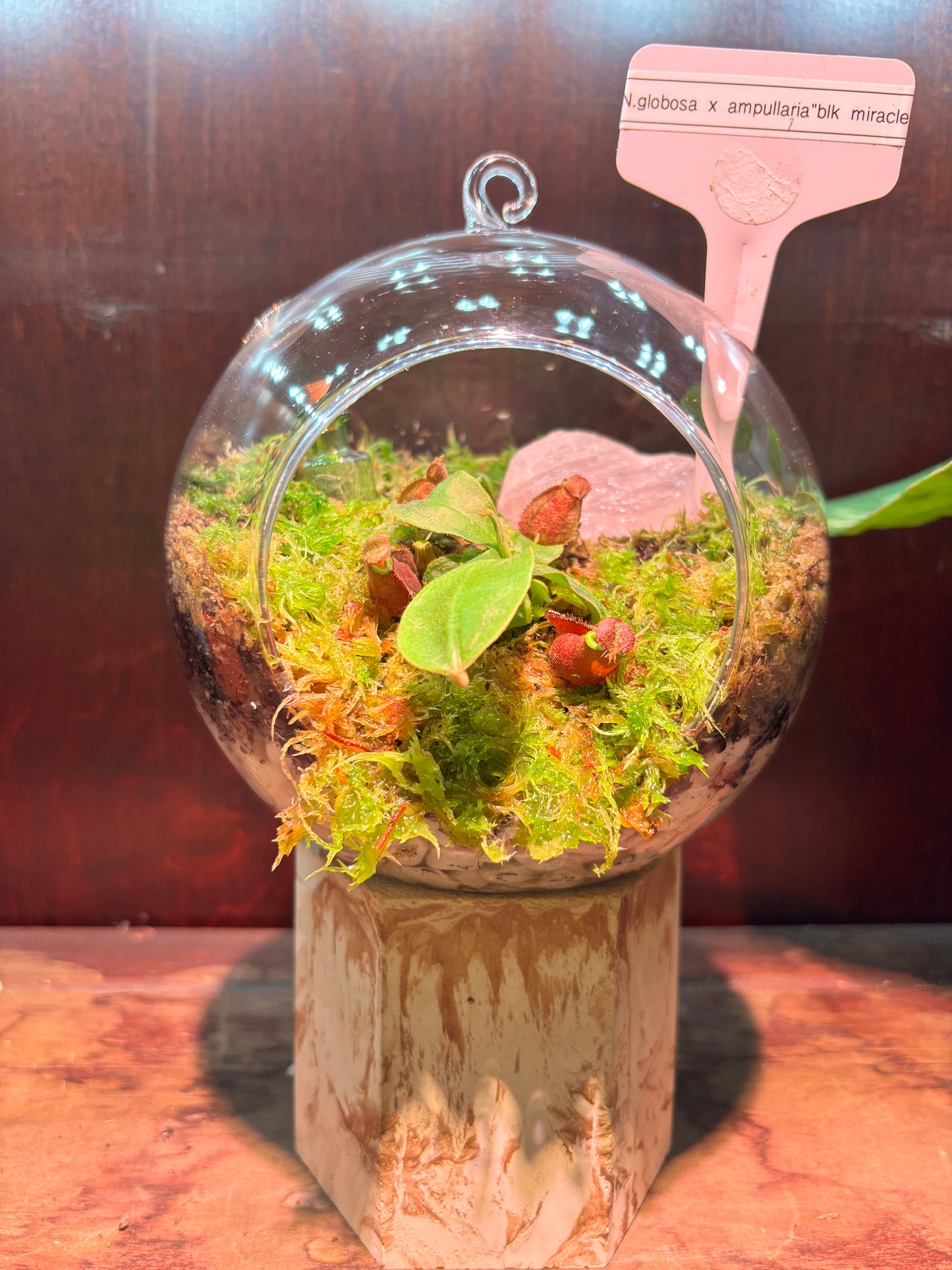 Nepenthes Terrarium Globe (N Globulosa x Amp. Black Miracle x Bicalcarata) Carnivorous Plant