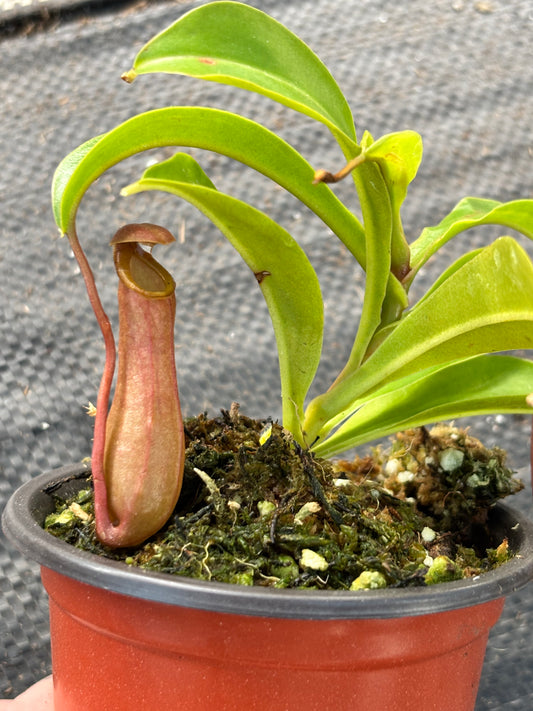 Nepenthes ‘Alata’ Carnivorous Pitcher Plant