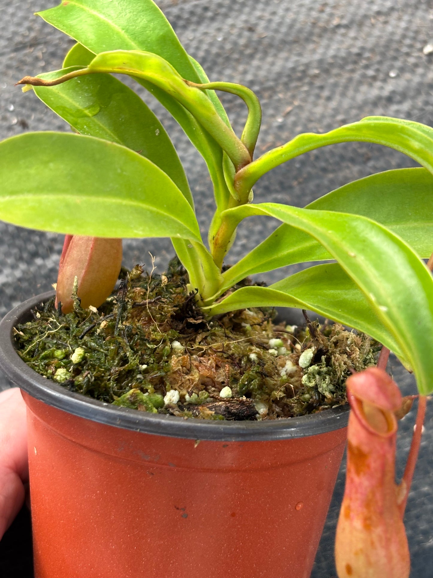 Nepenthes ‘Alata’ Carnivorous Pitcher Plant