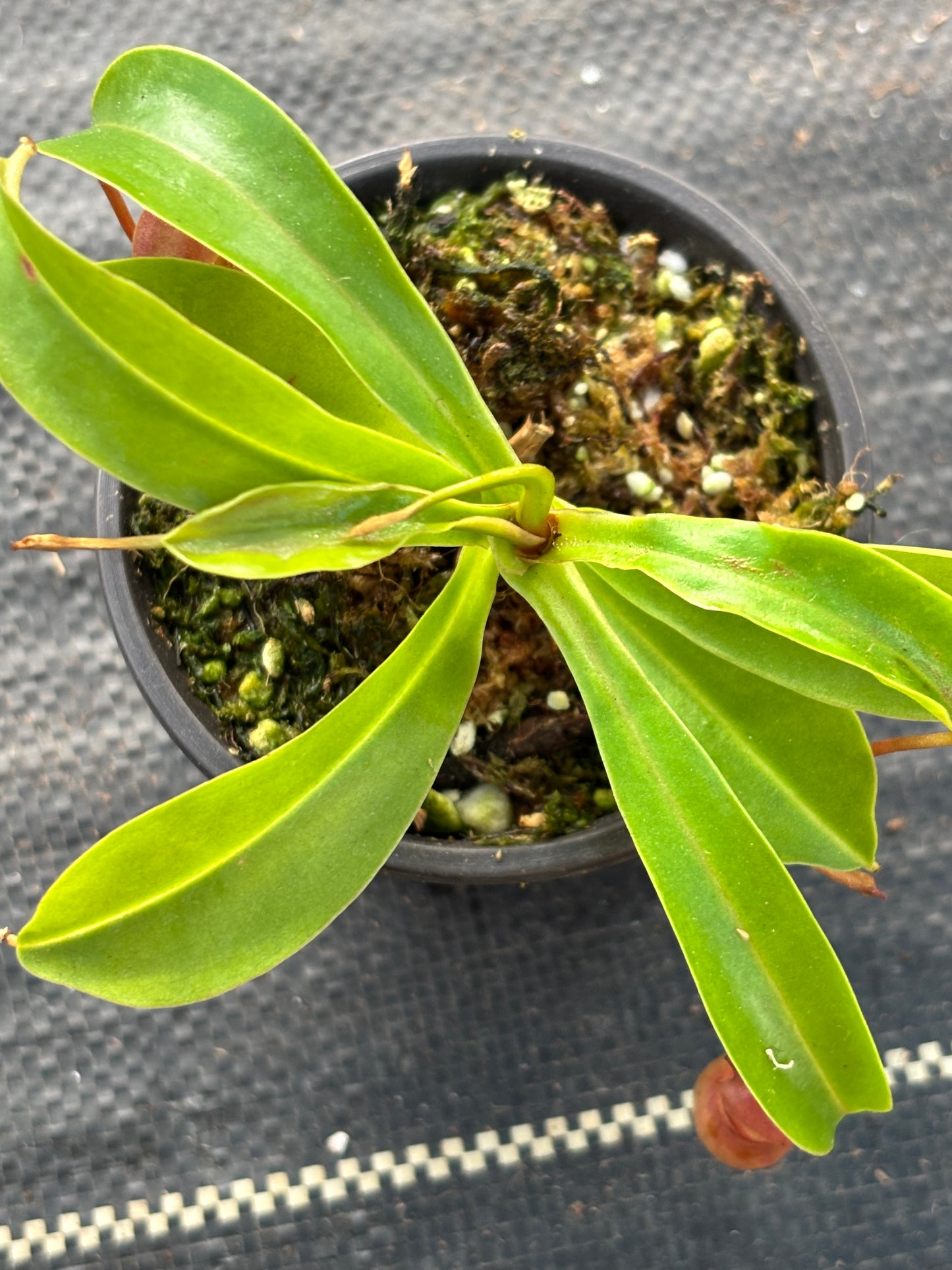 Nepenthes ‘Alata’ Carnivorous Pitcher Plant