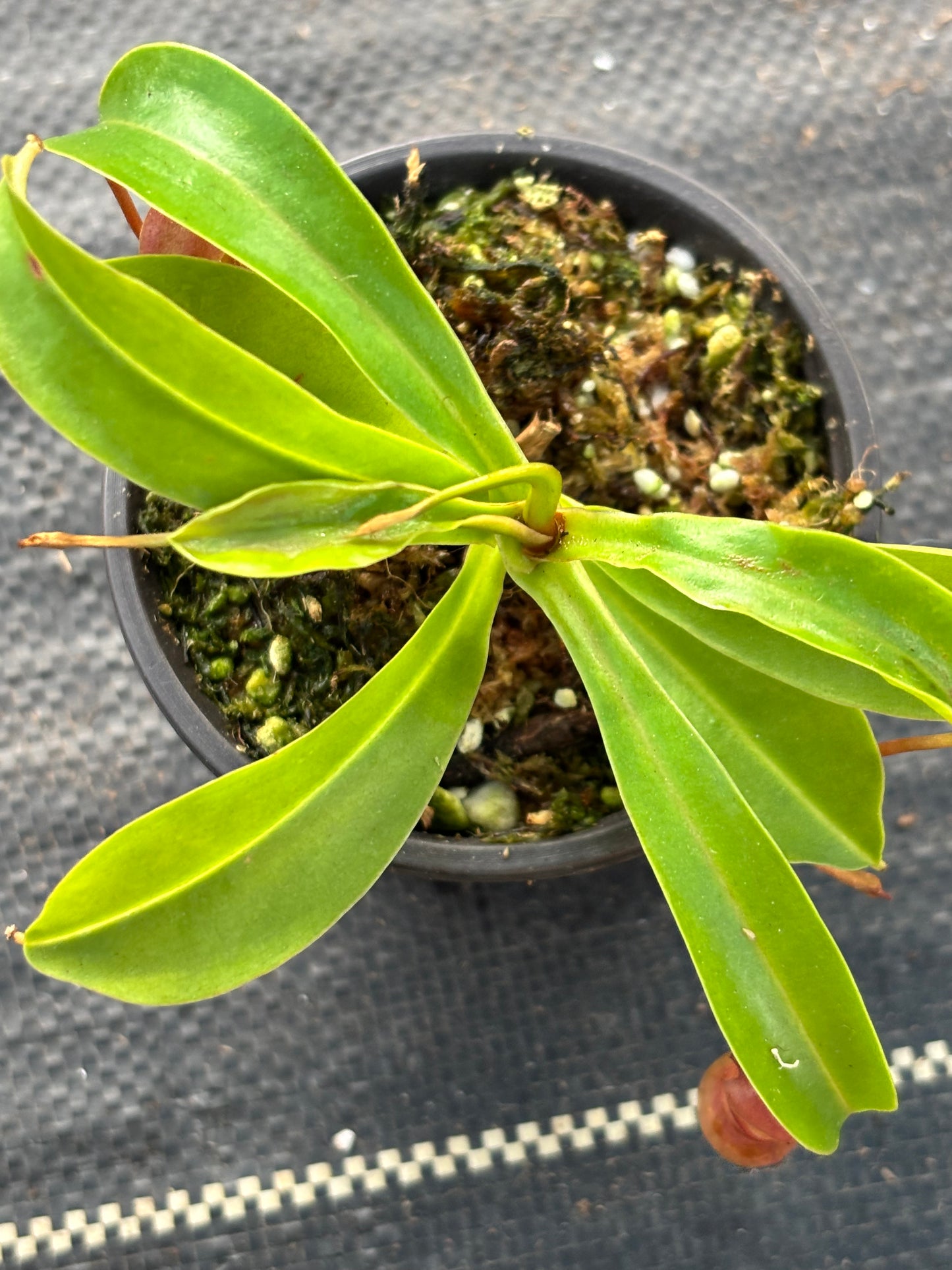 Nepenthes ‘Alata’ Carnivorous Pitcher Plant