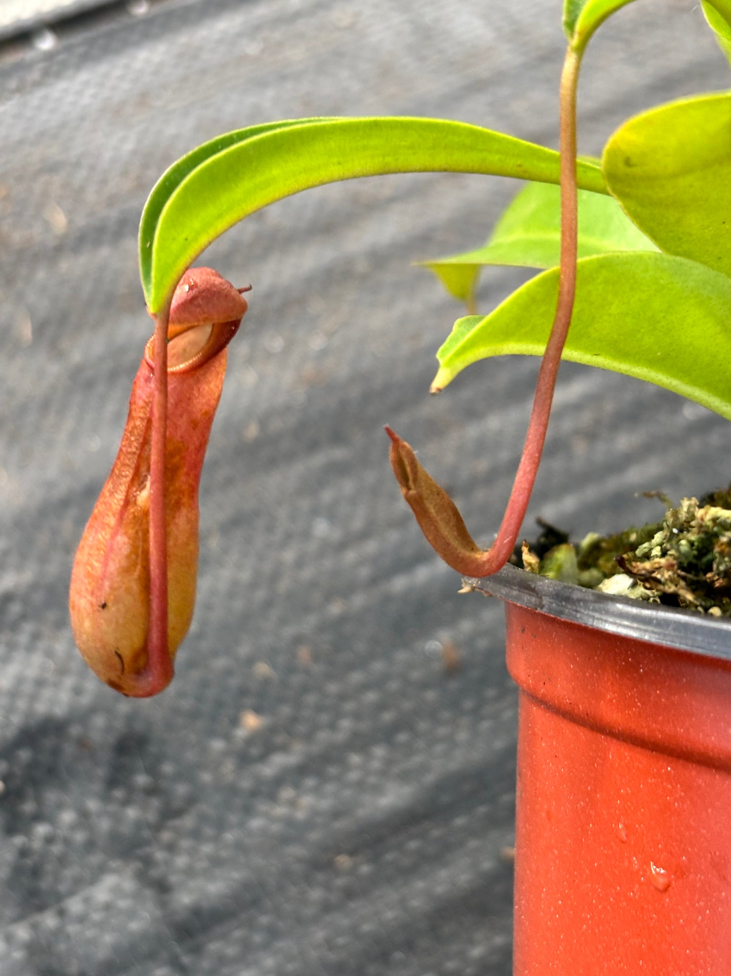 Nepenthes ‘Alata’ Carnivorous Pitcher Plant