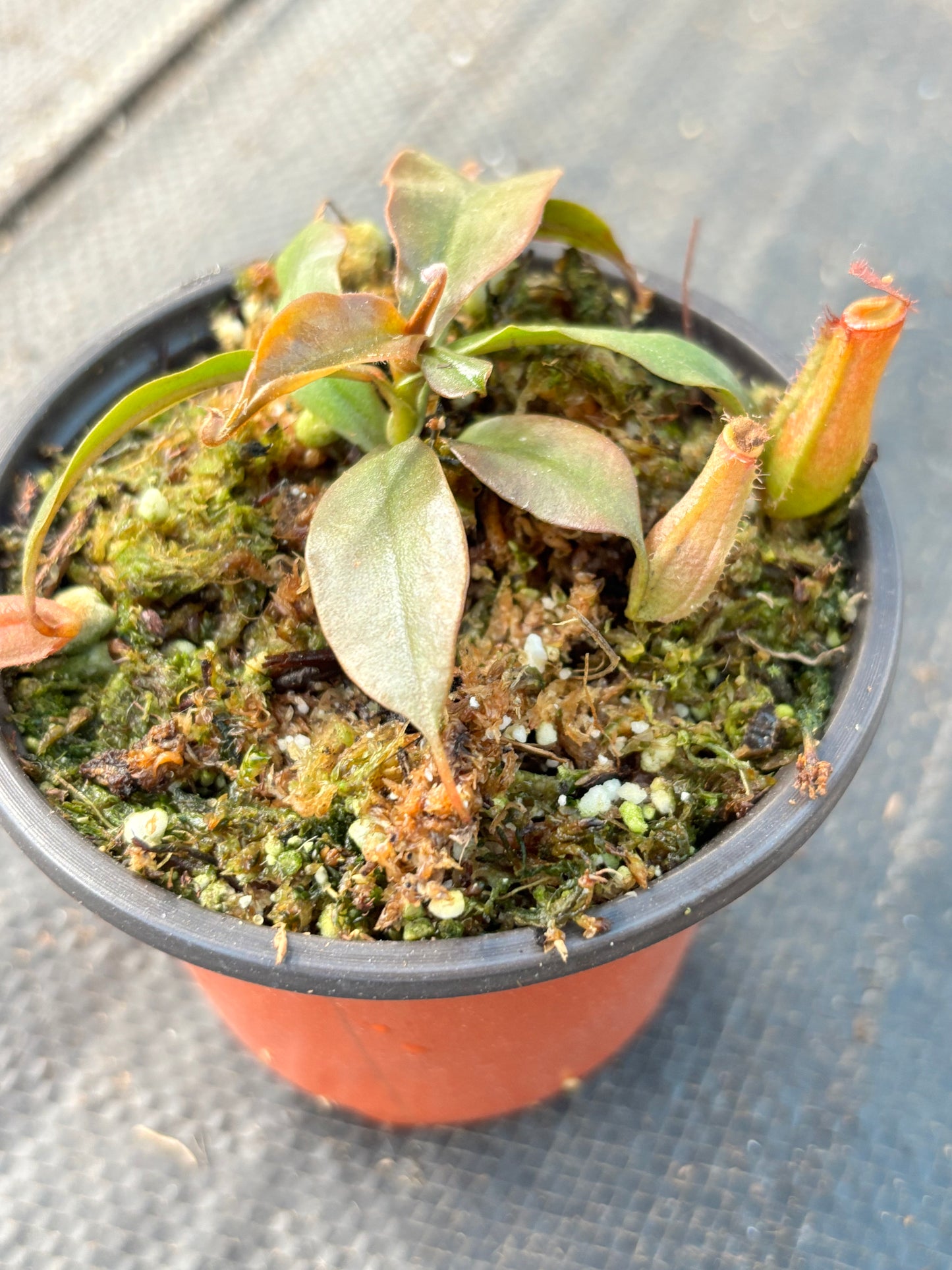 Nepenthes ‘Bloody Mary’ Carnivorous Pitcher Plant