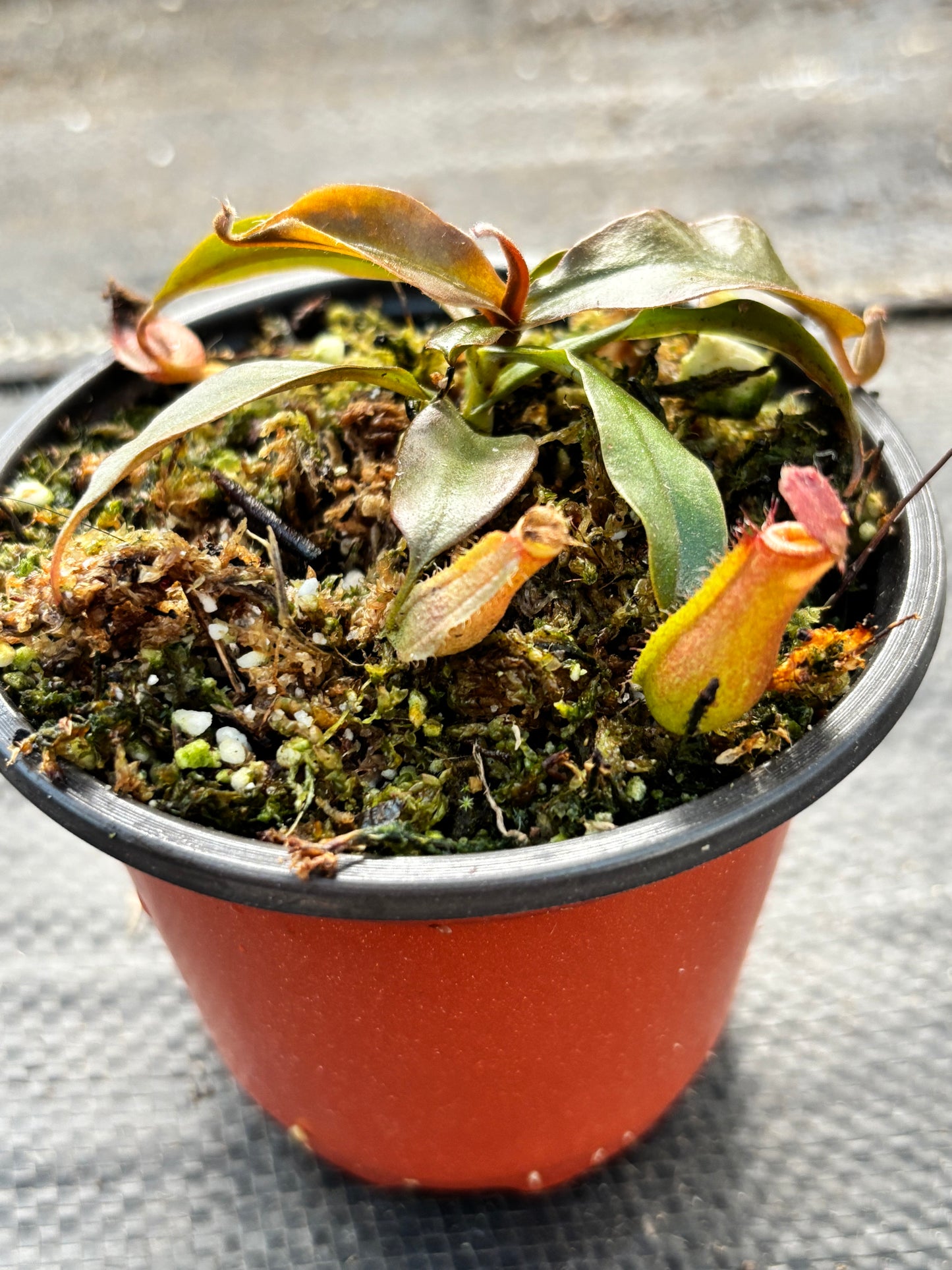 Nepenthes ‘Bloody Mary’ Carnivorous Pitcher Plant