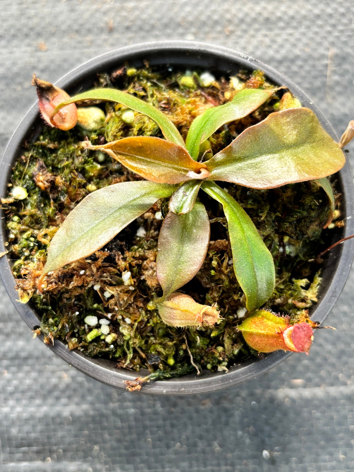 Nepenthes ‘Bloody Mary’ Carnivorous Pitcher Plant