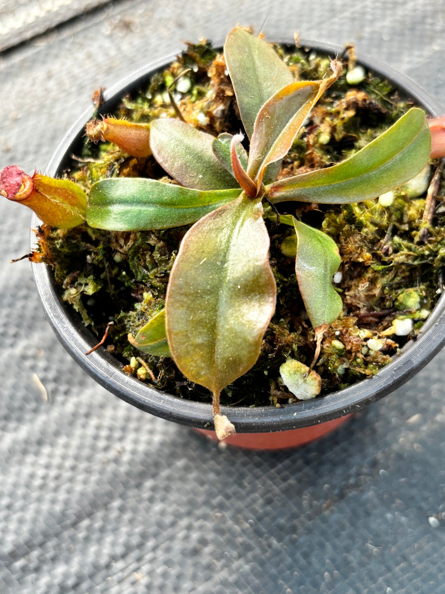 Nepenthes ‘Bloody Mary’ Carnivorous Pitcher Plant