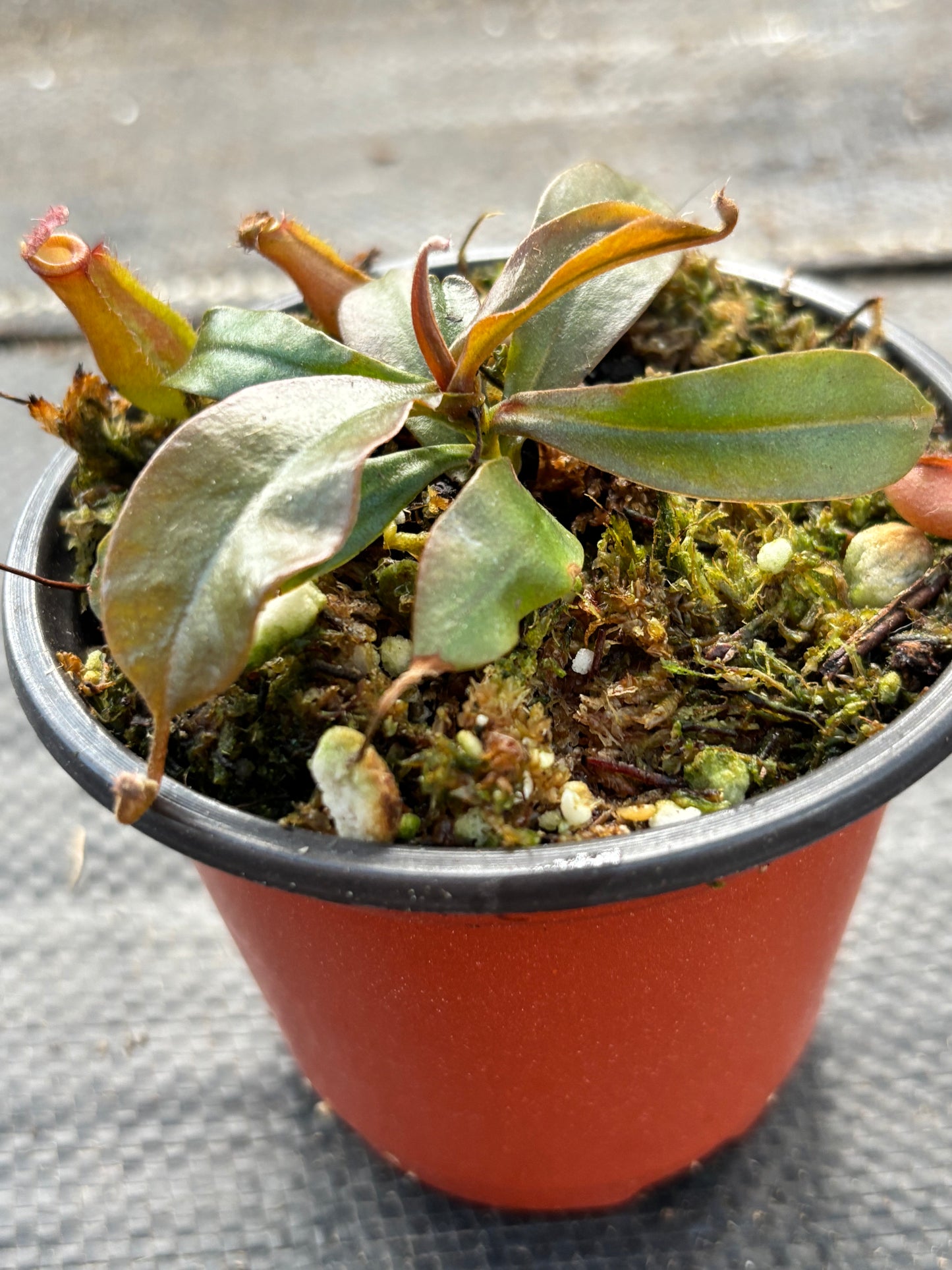 Nepenthes ‘Bloody Mary’ Carnivorous Pitcher Plant