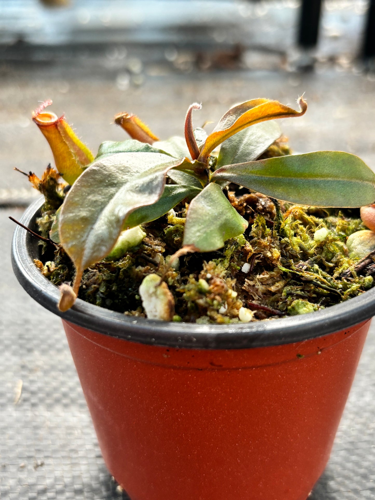 Nepenthes ‘Bloody Mary’ Carnivorous Pitcher Plant