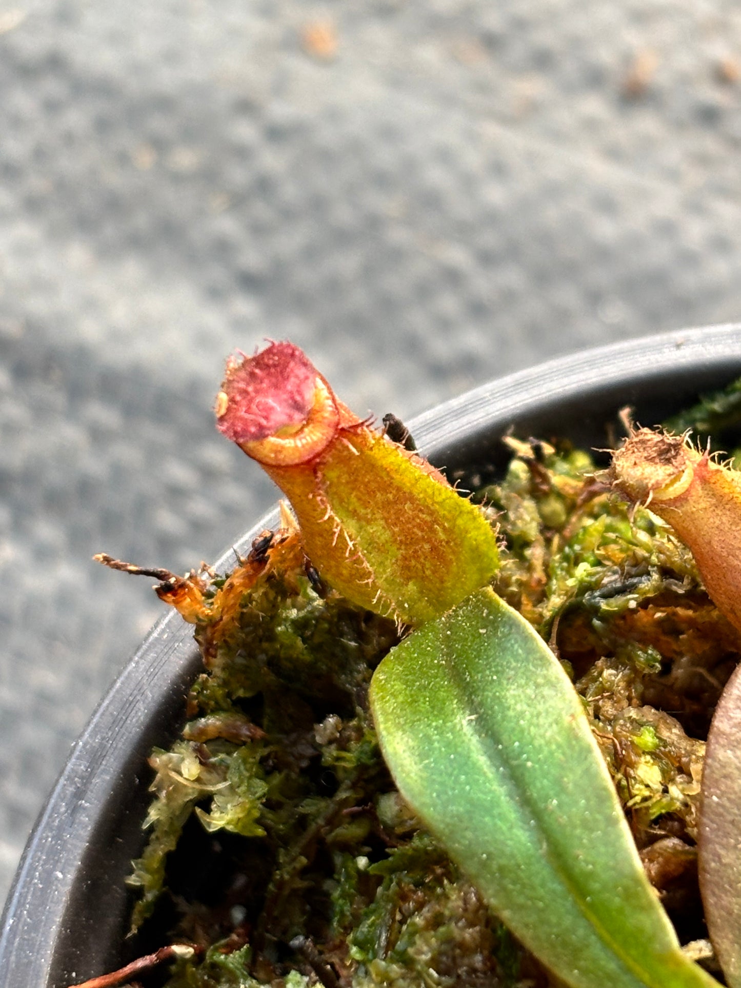 Nepenthes ‘Bloody Mary’ Carnivorous Pitcher Plant