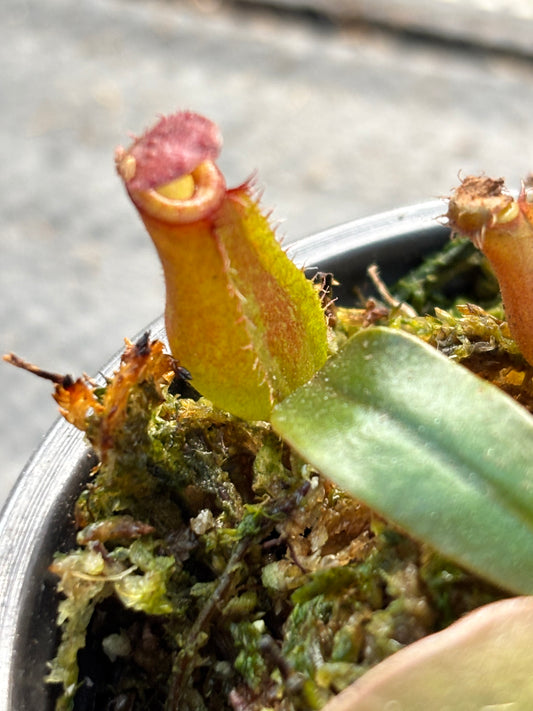 Nepenthes ‘Bloody Mary’ Carnivorous Pitcher Plant