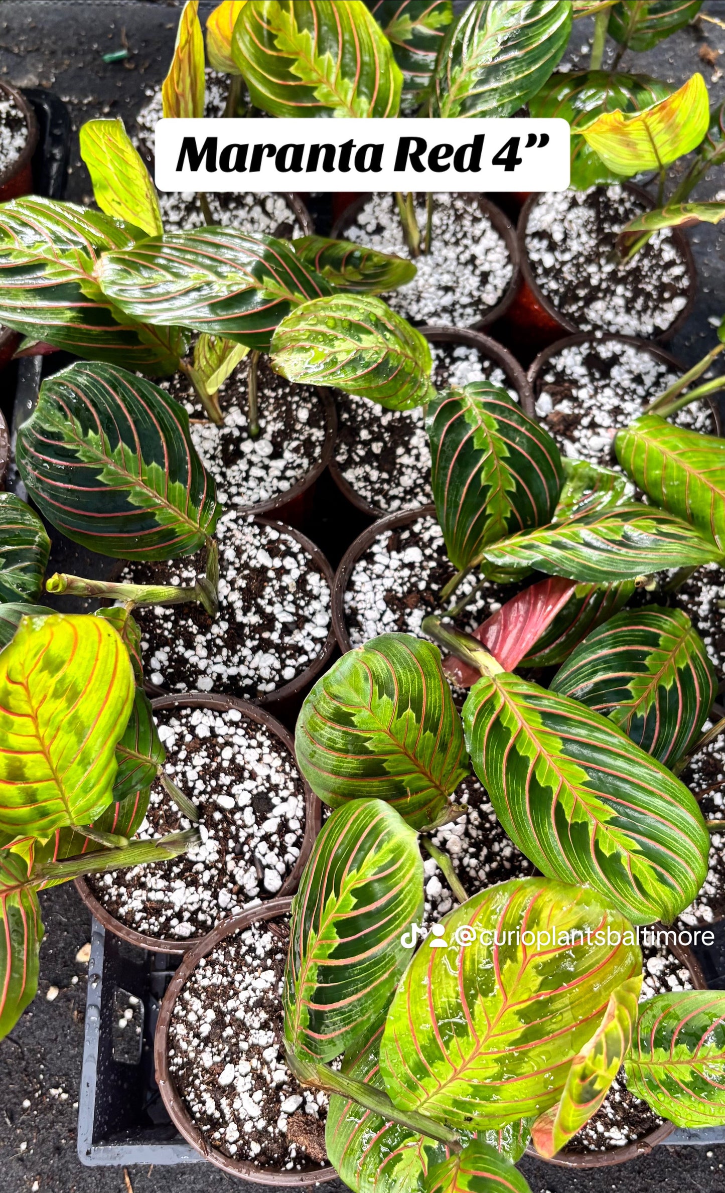 Maranta leuconeura ‘Red’ (Red Prayer Plant)