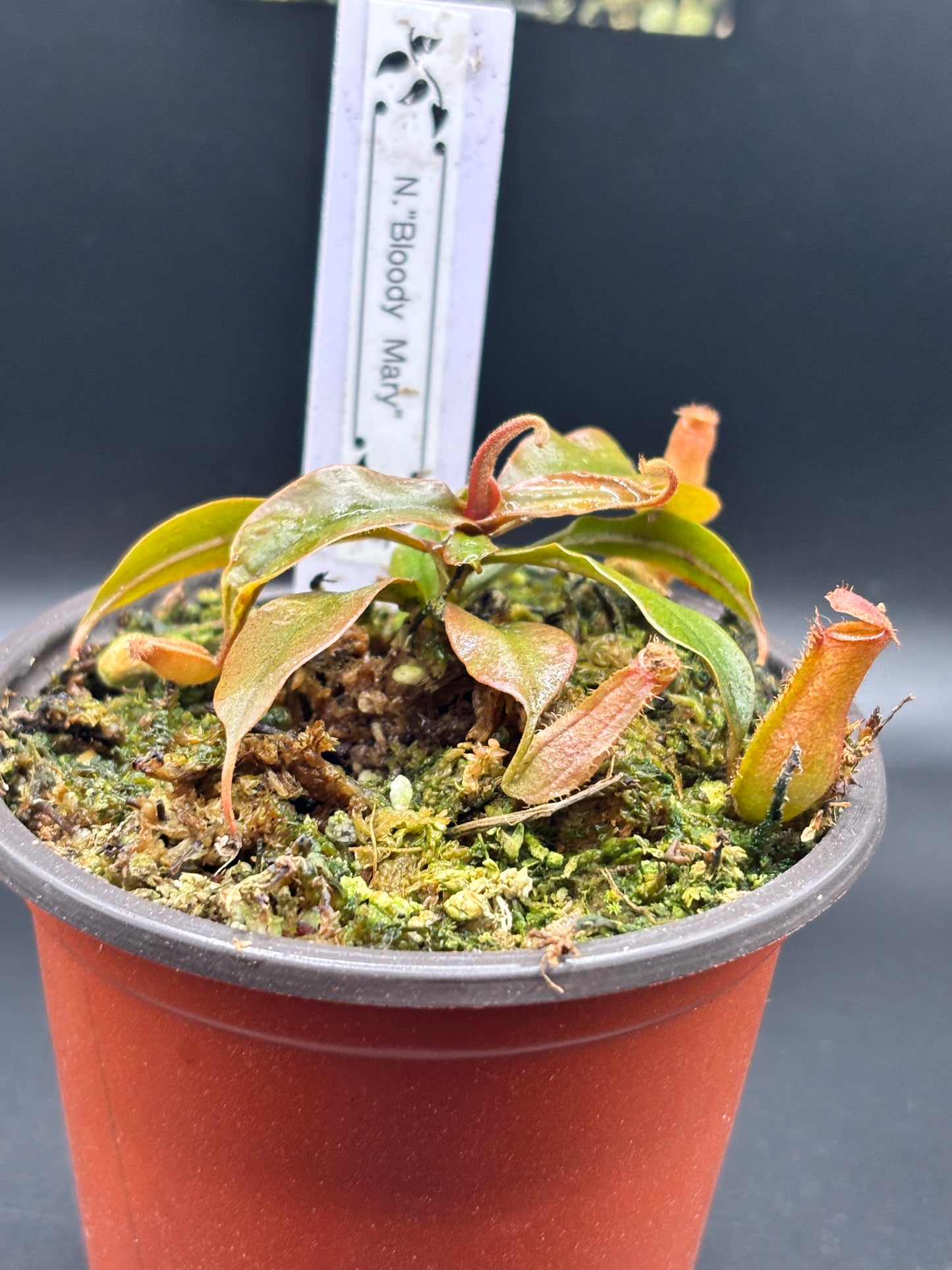 Nepenthes ‘Bloody Mary’ Carnivorous Pitcher Plant