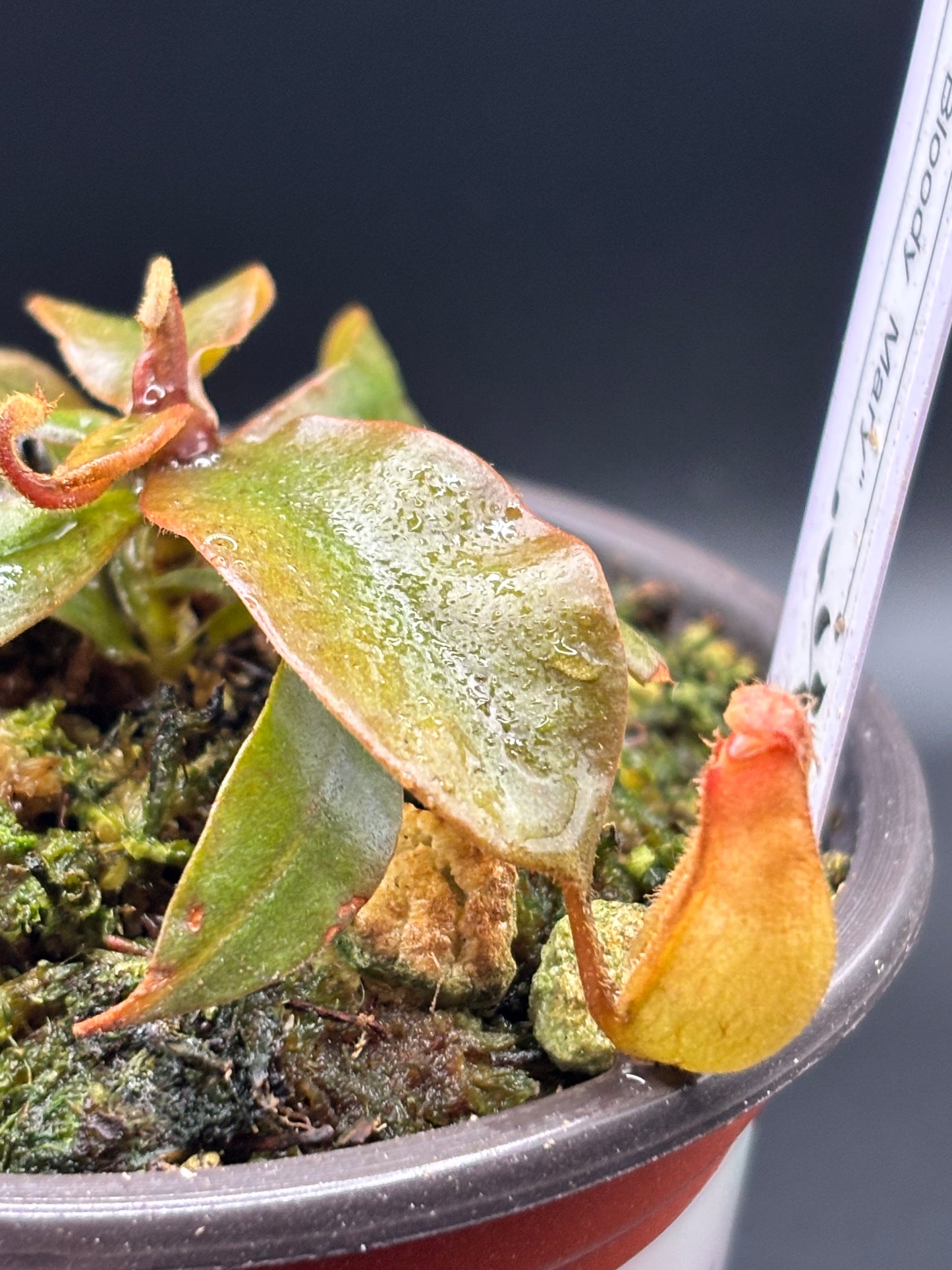 Nepenthes ‘Bloody Mary’ Carnivorous Pitcher Plant