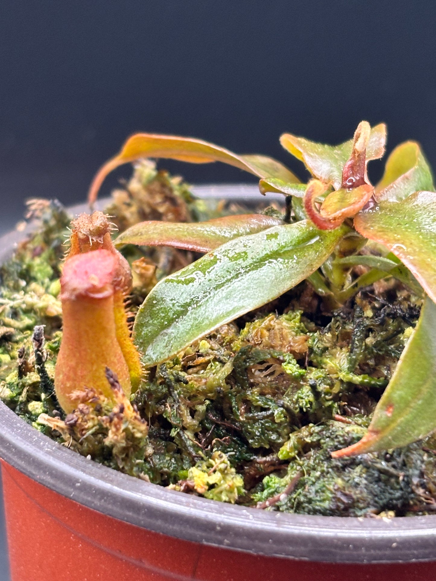 Nepenthes ‘Bloody Mary’ Carnivorous Pitcher Plant