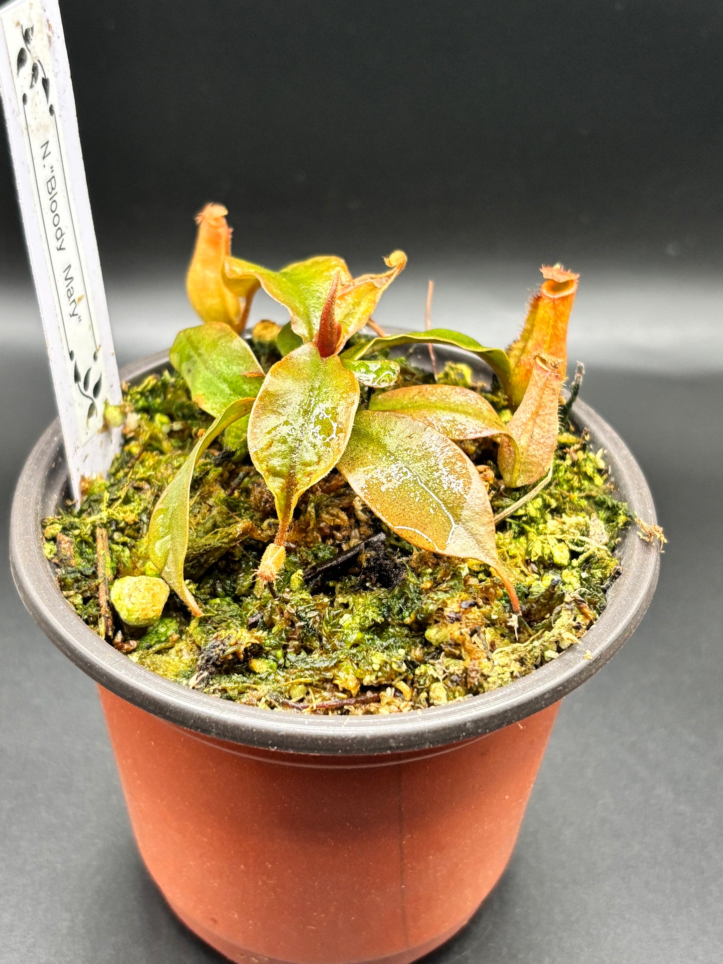 Nepenthes ‘Bloody Mary’ Carnivorous Pitcher Plant