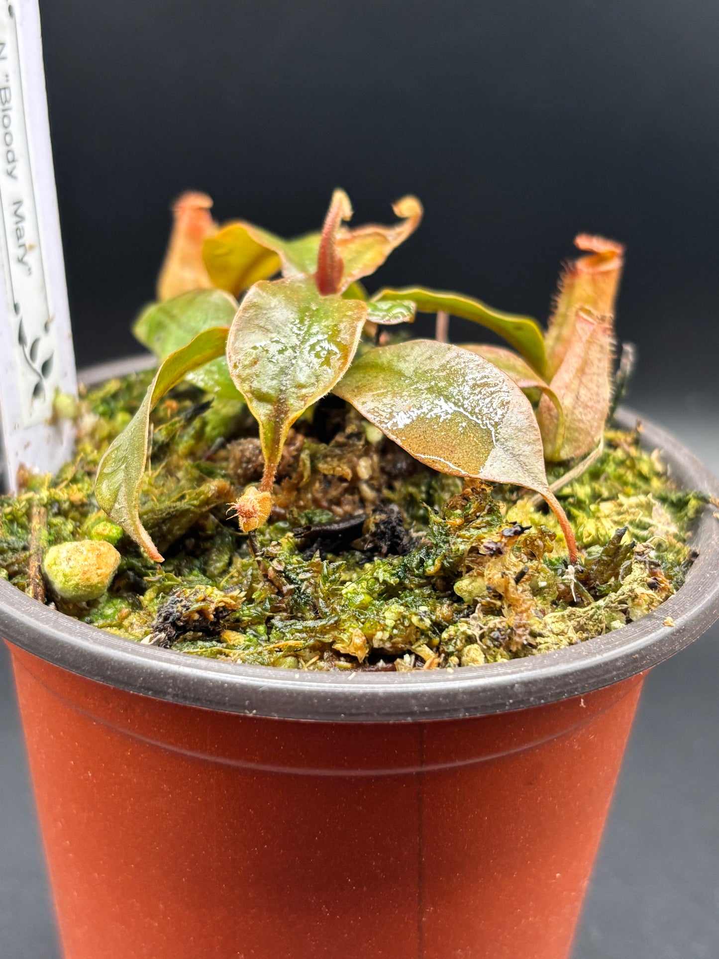 Nepenthes ‘Bloody Mary’ Carnivorous Pitcher Plant