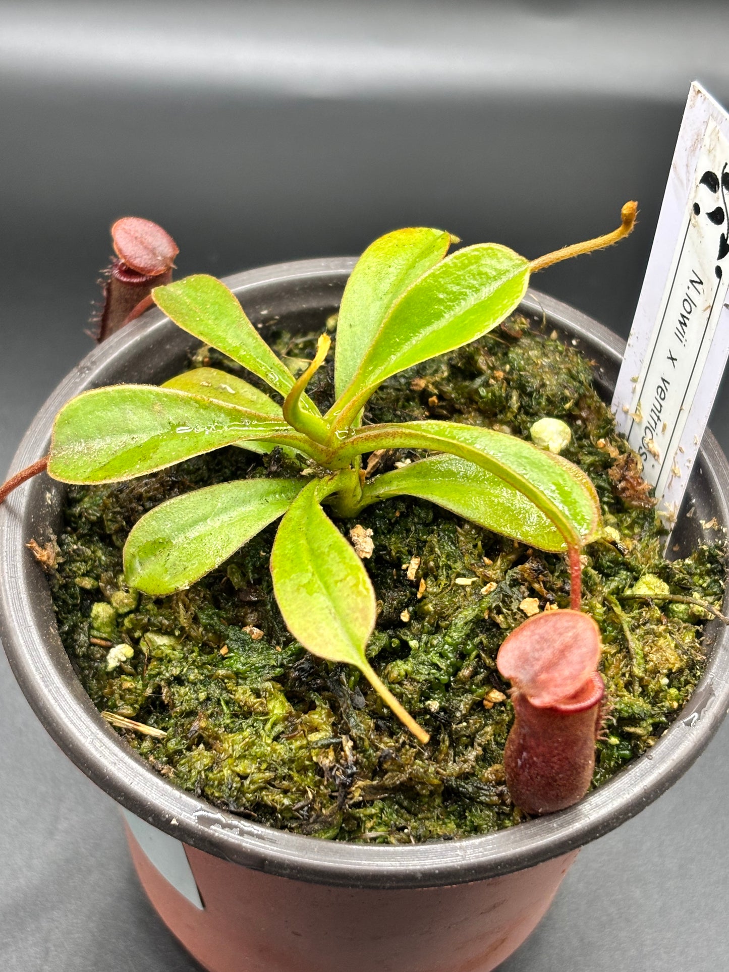 Nepenthes Lowii x Ventricosa ‘Red’ Carnivorous Pitcher Plant