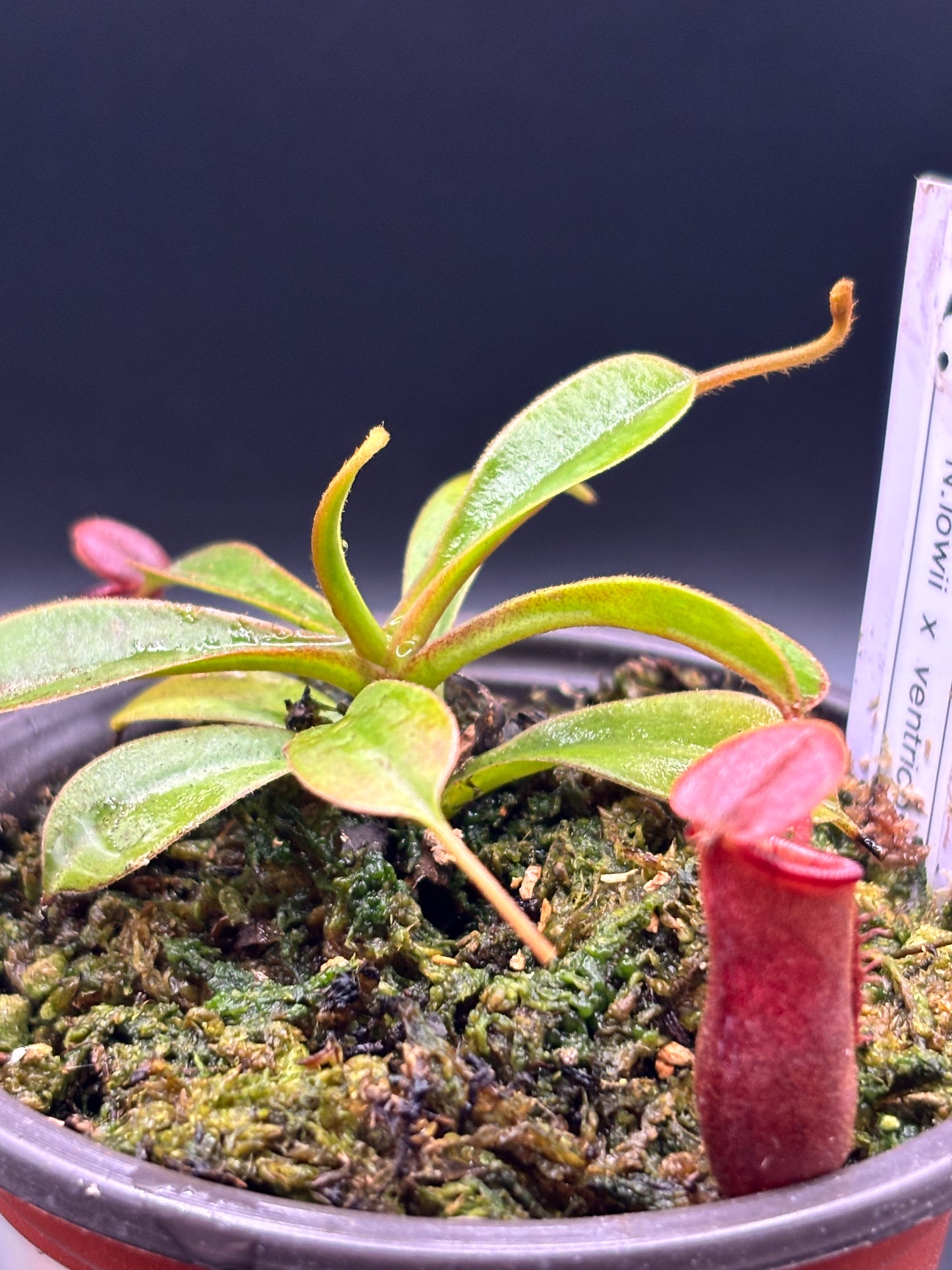 Nepenthes Lowii x Ventricosa ‘Red’ Carnivorous Pitcher Plant