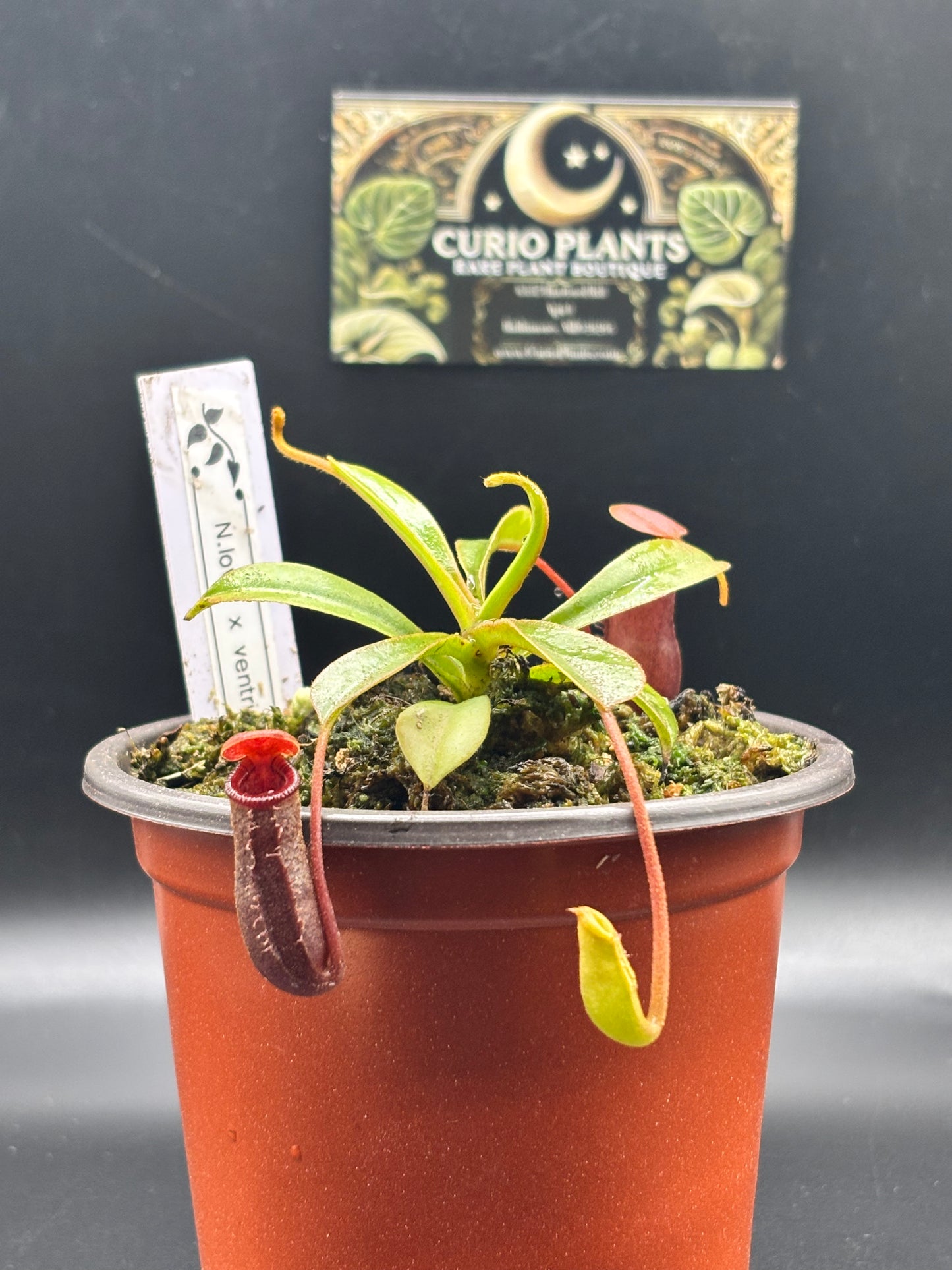 Nepenthes Lowii x Ventricosa ‘Red’ Carnivorous Pitcher Plant