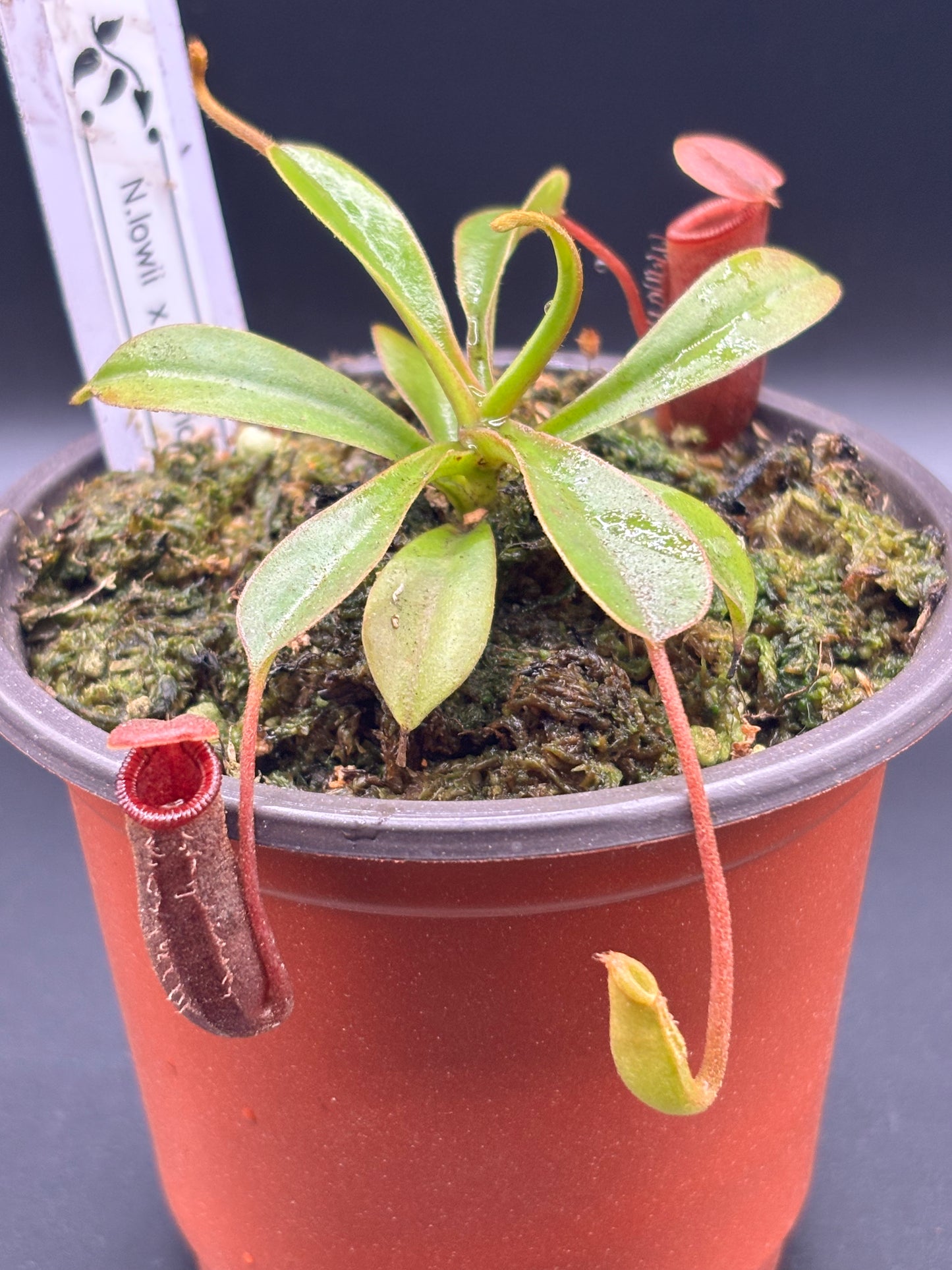 Nepenthes Lowii x Ventricosa ‘Red’ Carnivorous Pitcher Plant