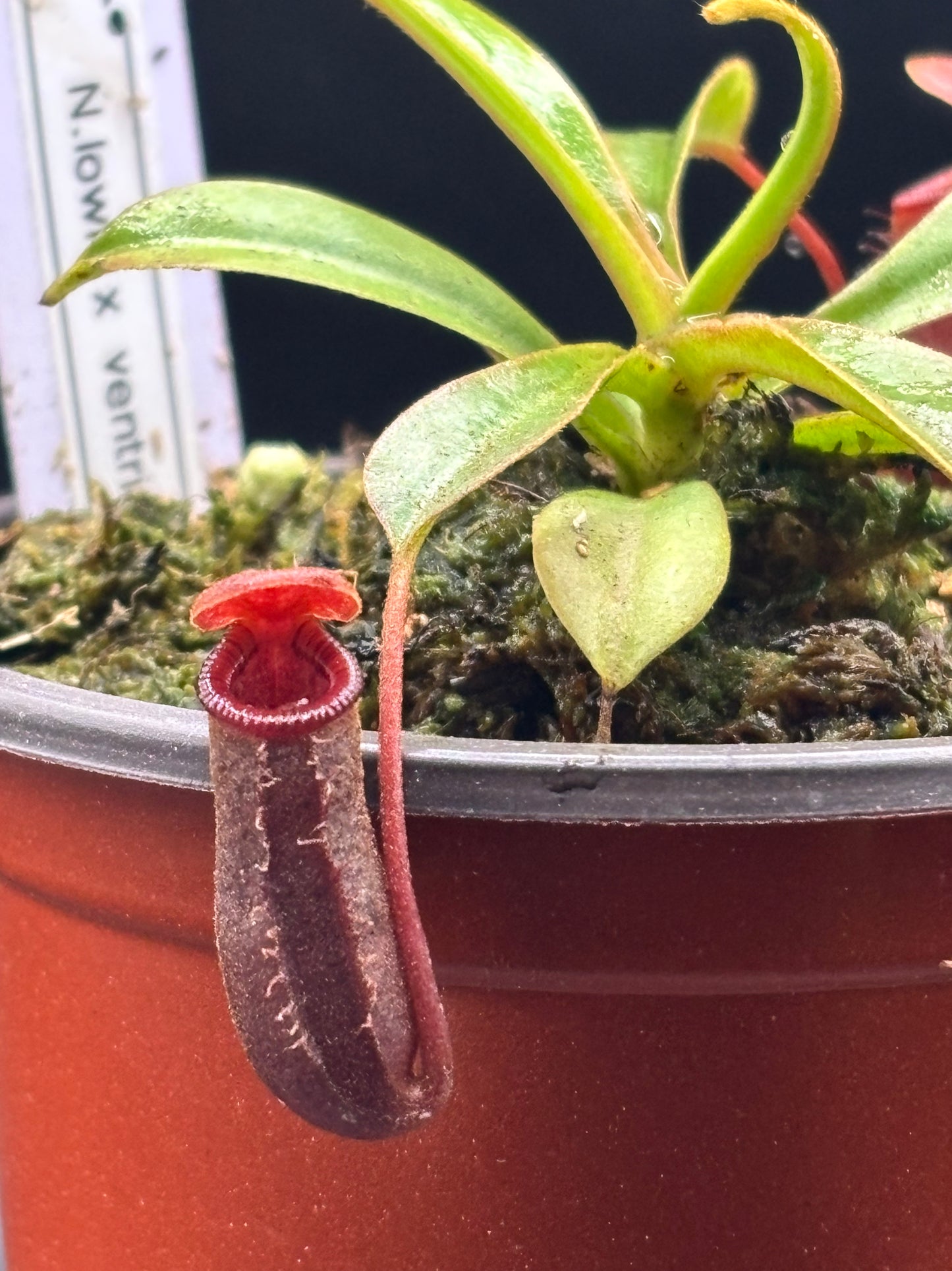 Nepenthes Lowii x Ventricosa ‘Red’ Carnivorous Pitcher Plant