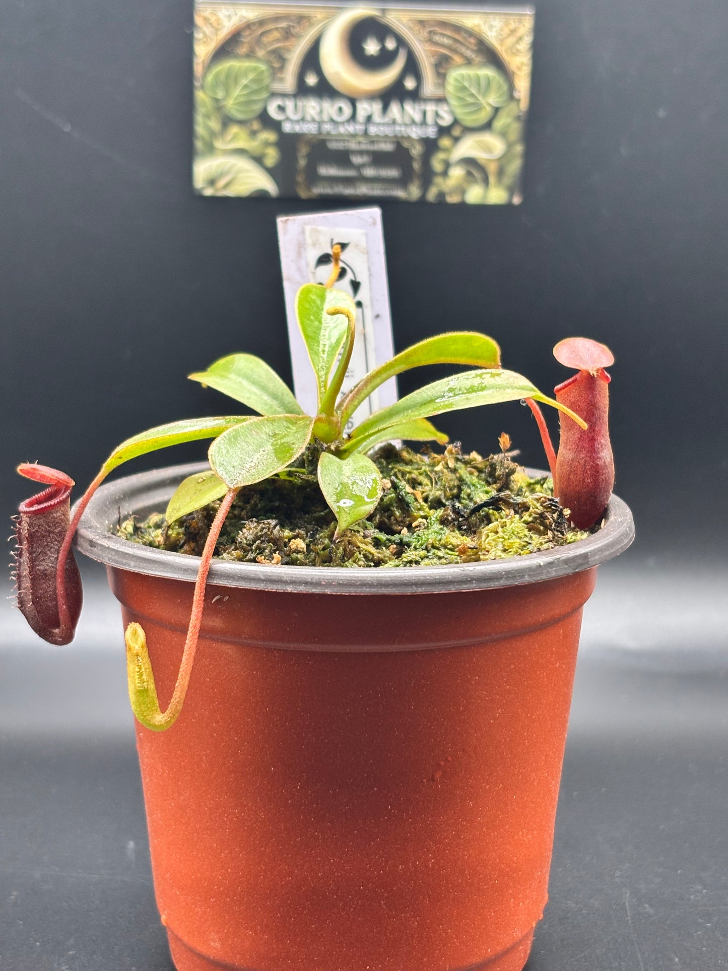 Nepenthes Lowii x Ventricosa ‘Red’ Carnivorous Pitcher Plant