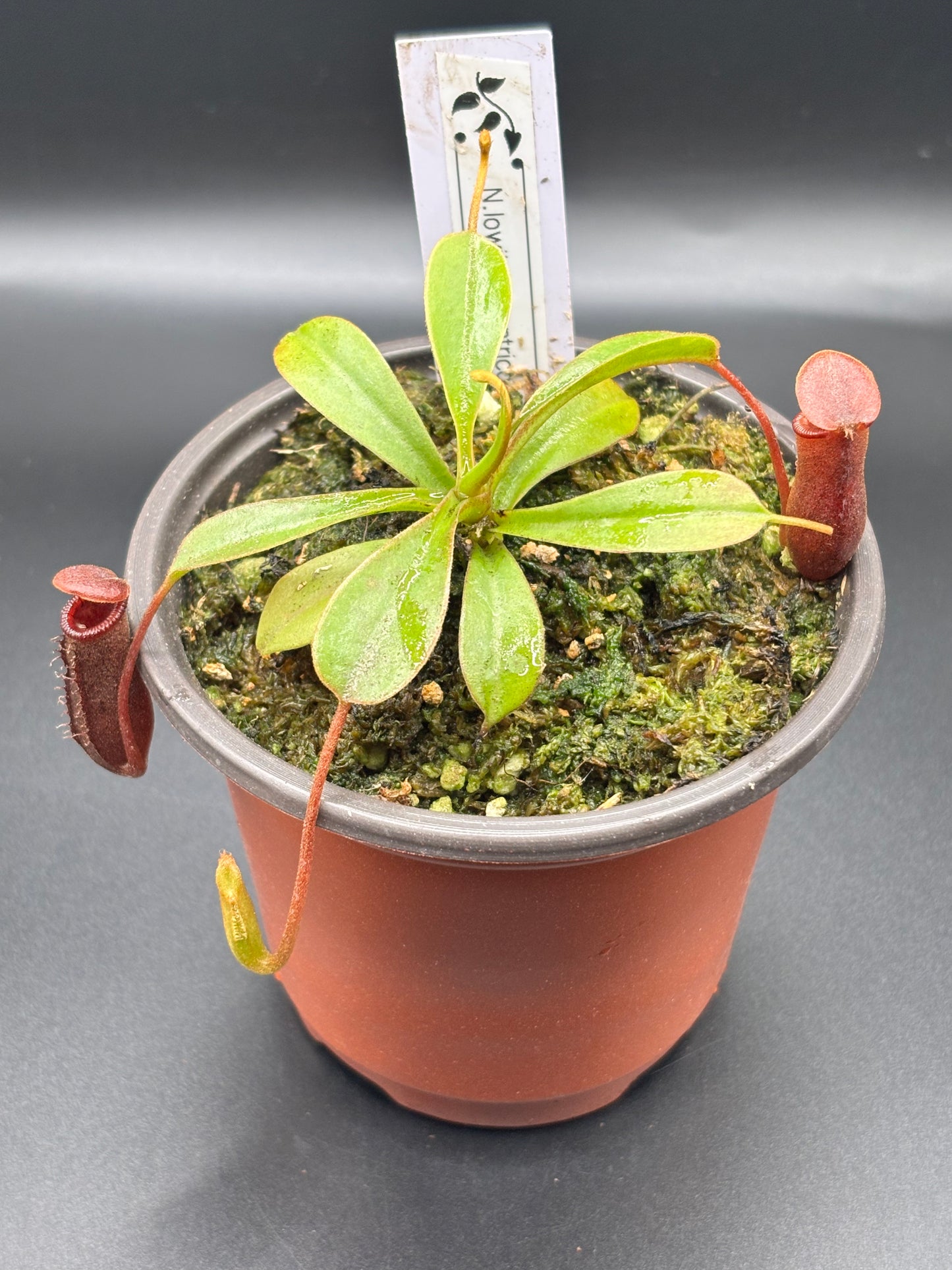 Nepenthes Lowii x Ventricosa ‘Red’ Carnivorous Pitcher Plant