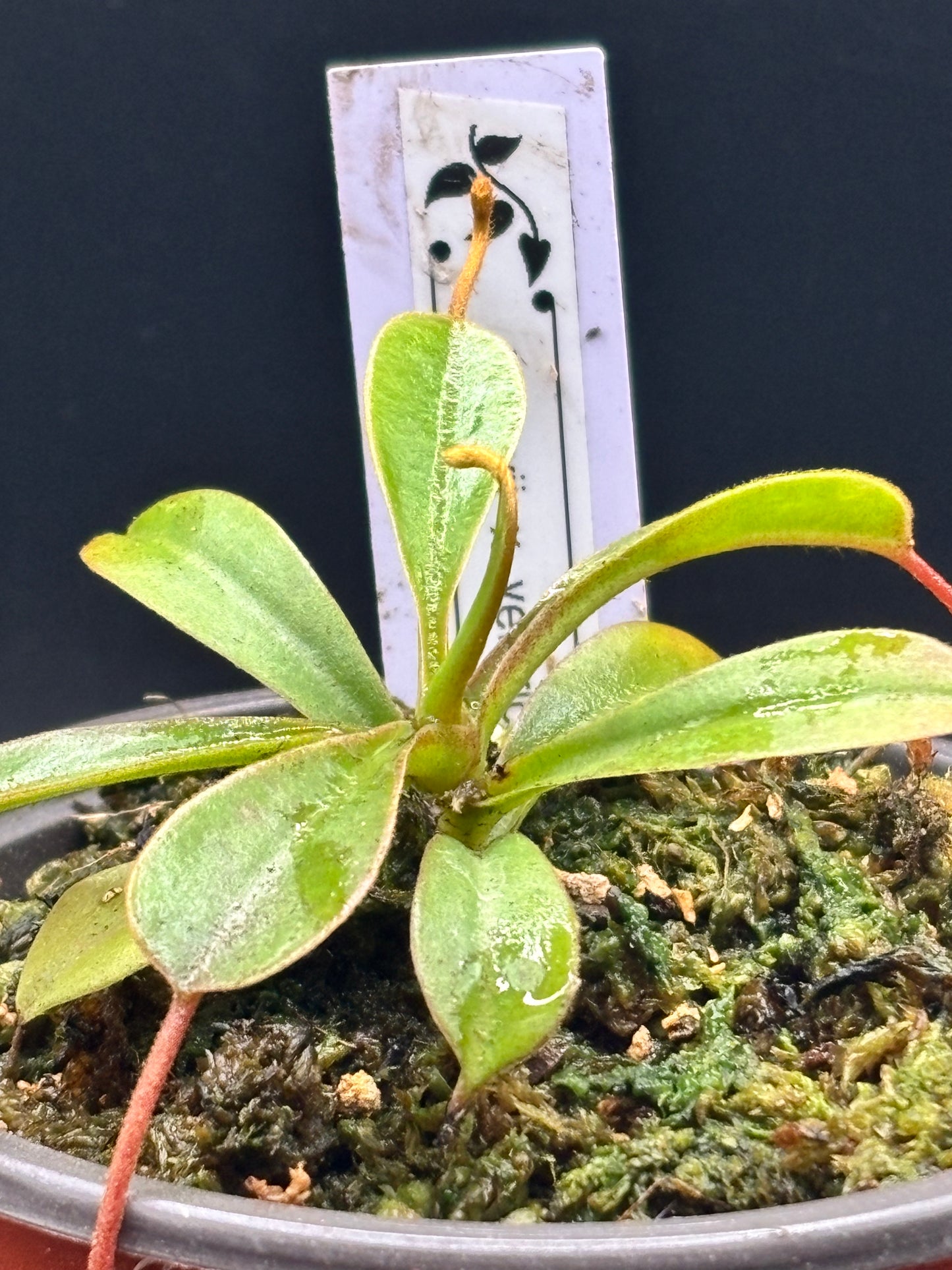 Nepenthes Lowii x Ventricosa ‘Red’ Carnivorous Pitcher Plant