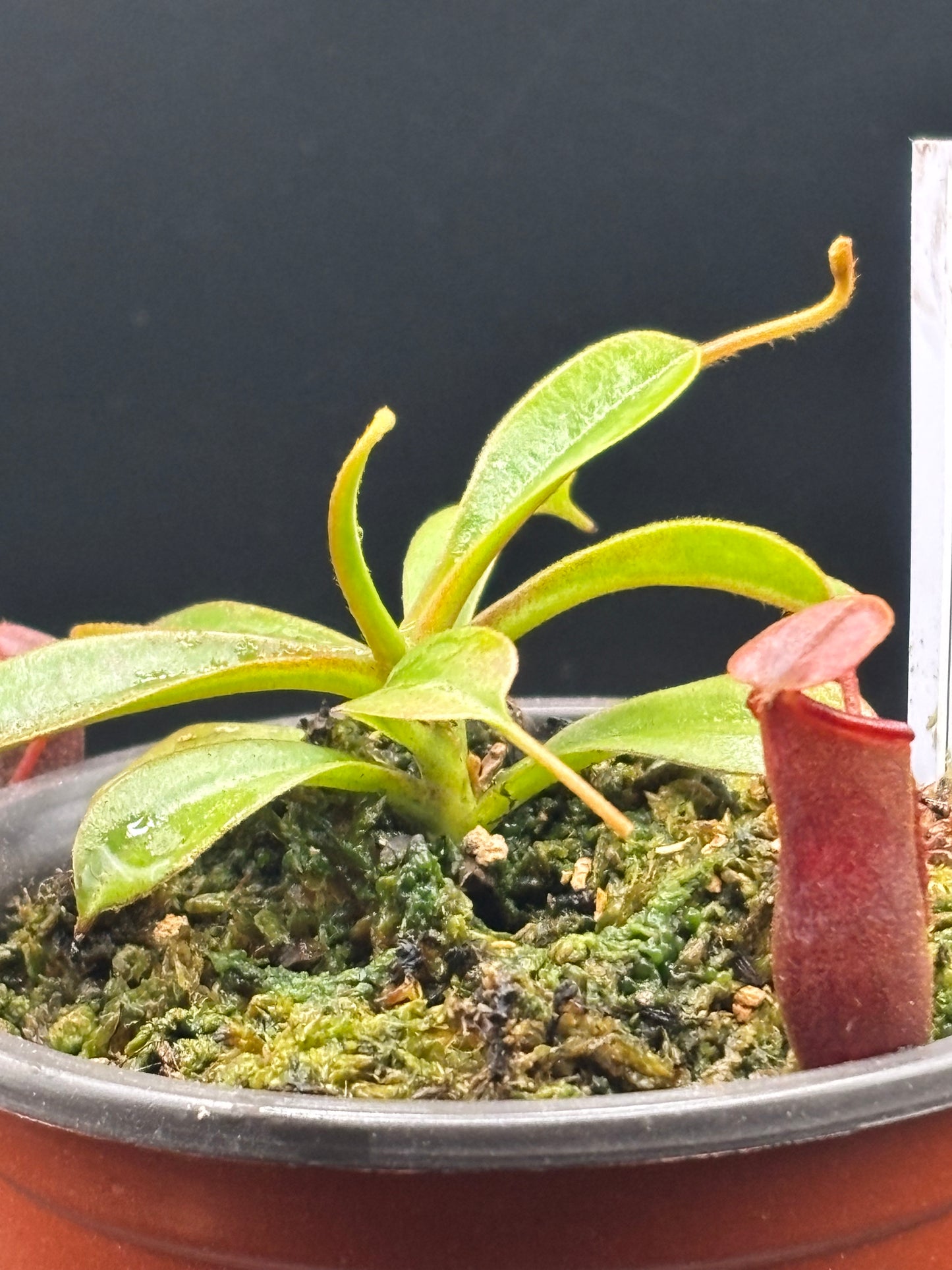 Nepenthes Lowii x Ventricosa ‘Red’ Carnivorous Pitcher Plant