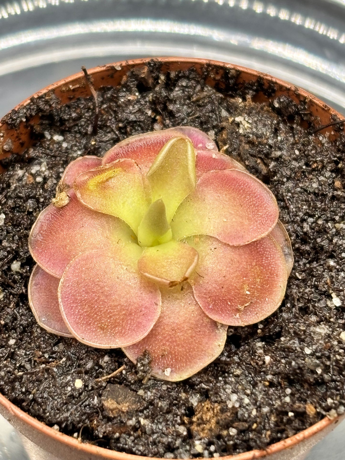 Pinguicula Sethos - Carnivorous Plant Butterwort