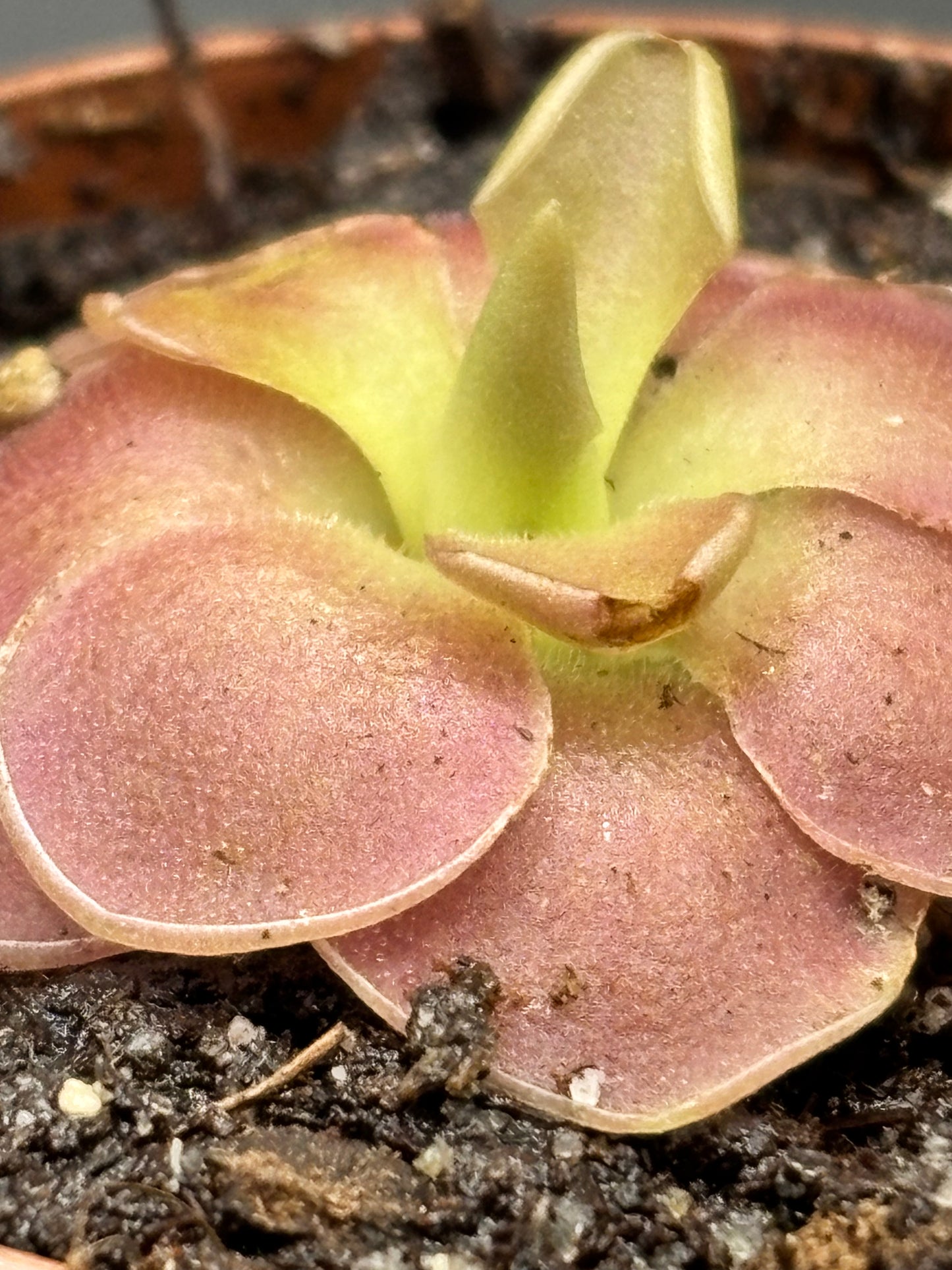 Pinguicula Sethos - Carnivorous Plant Butterwort