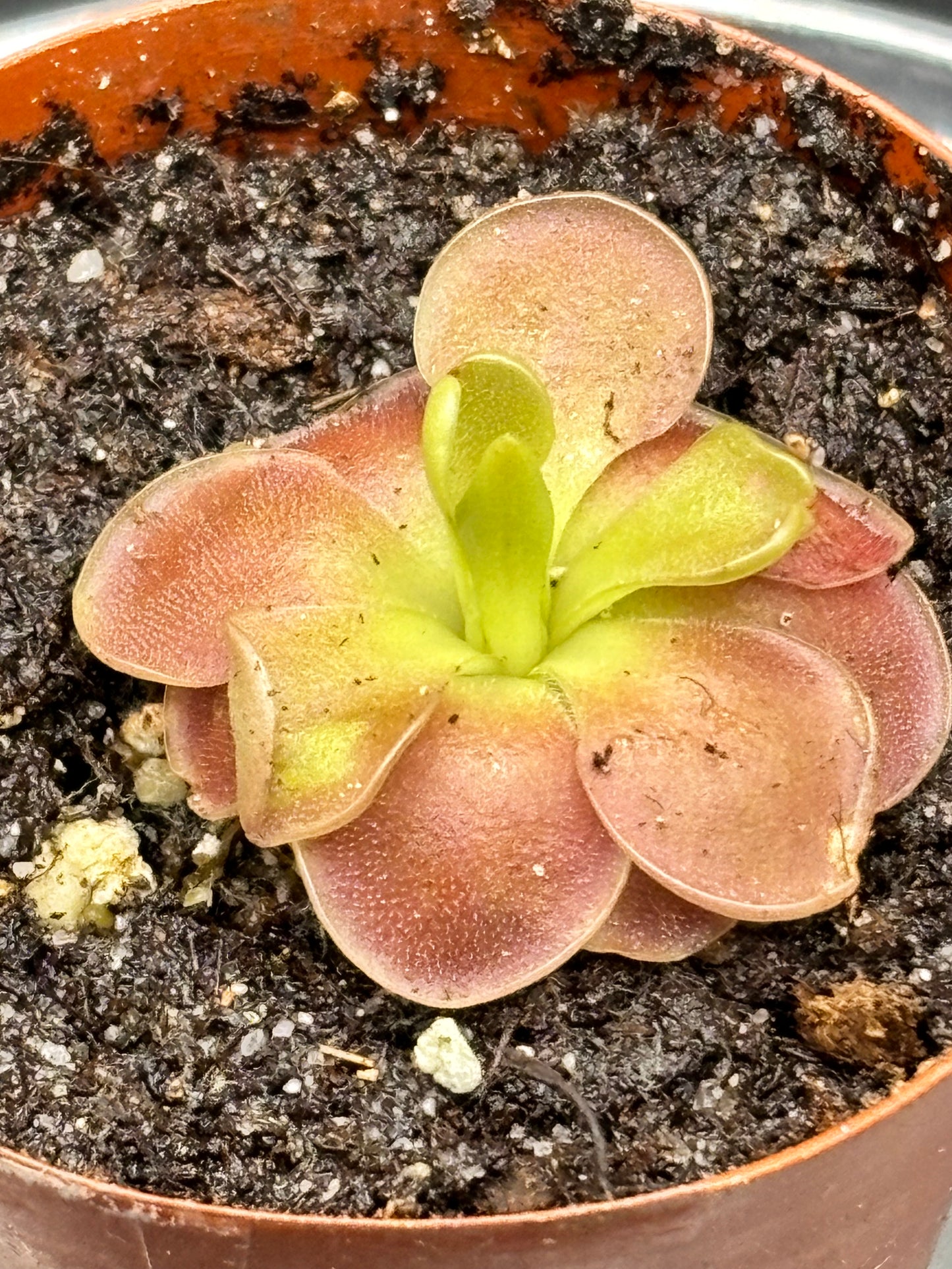 Pinguicula Sethos - Carnivorous Plant Butterwort