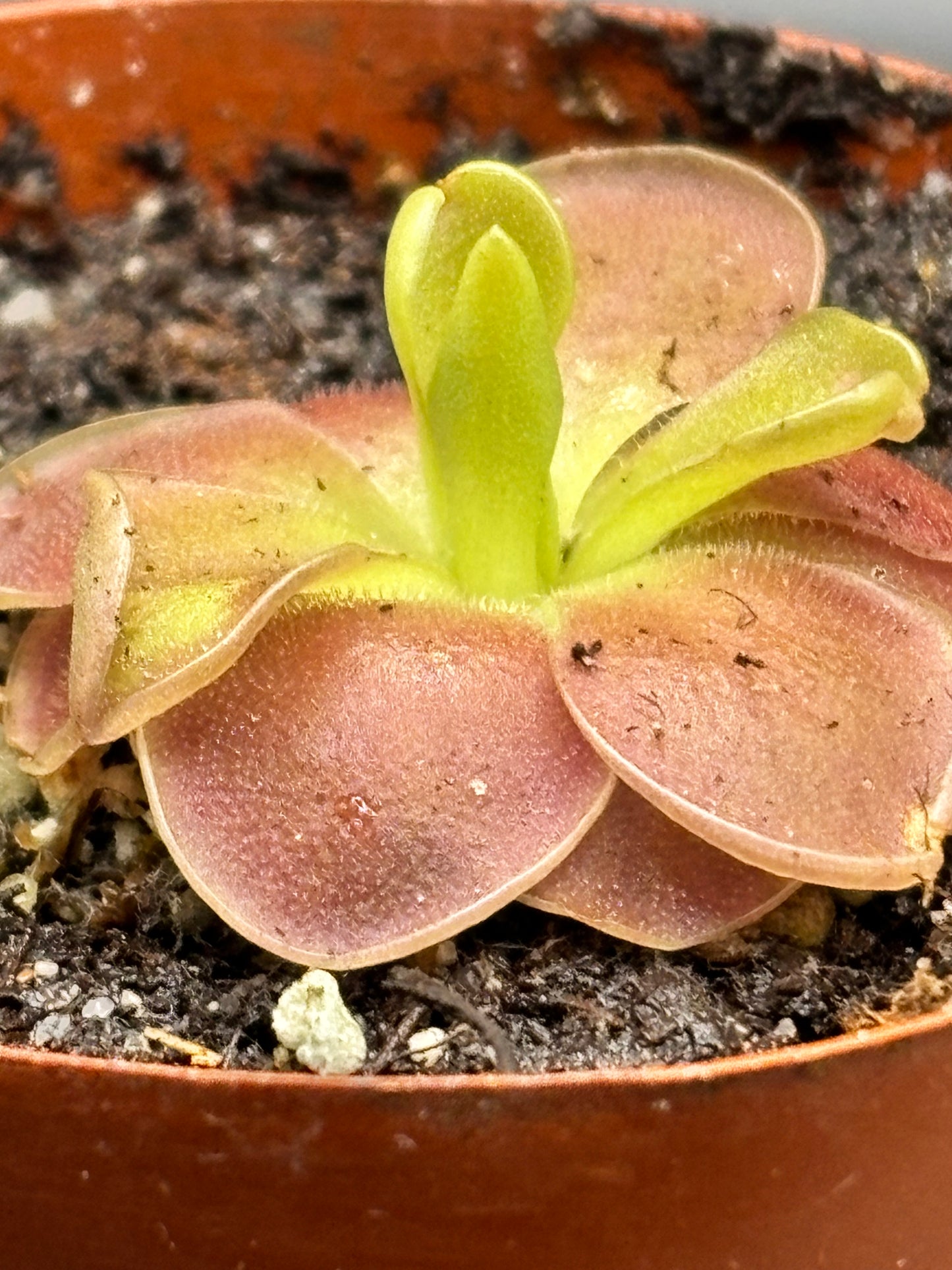 Pinguicula Sethos - Carnivorous Plant Butterwort