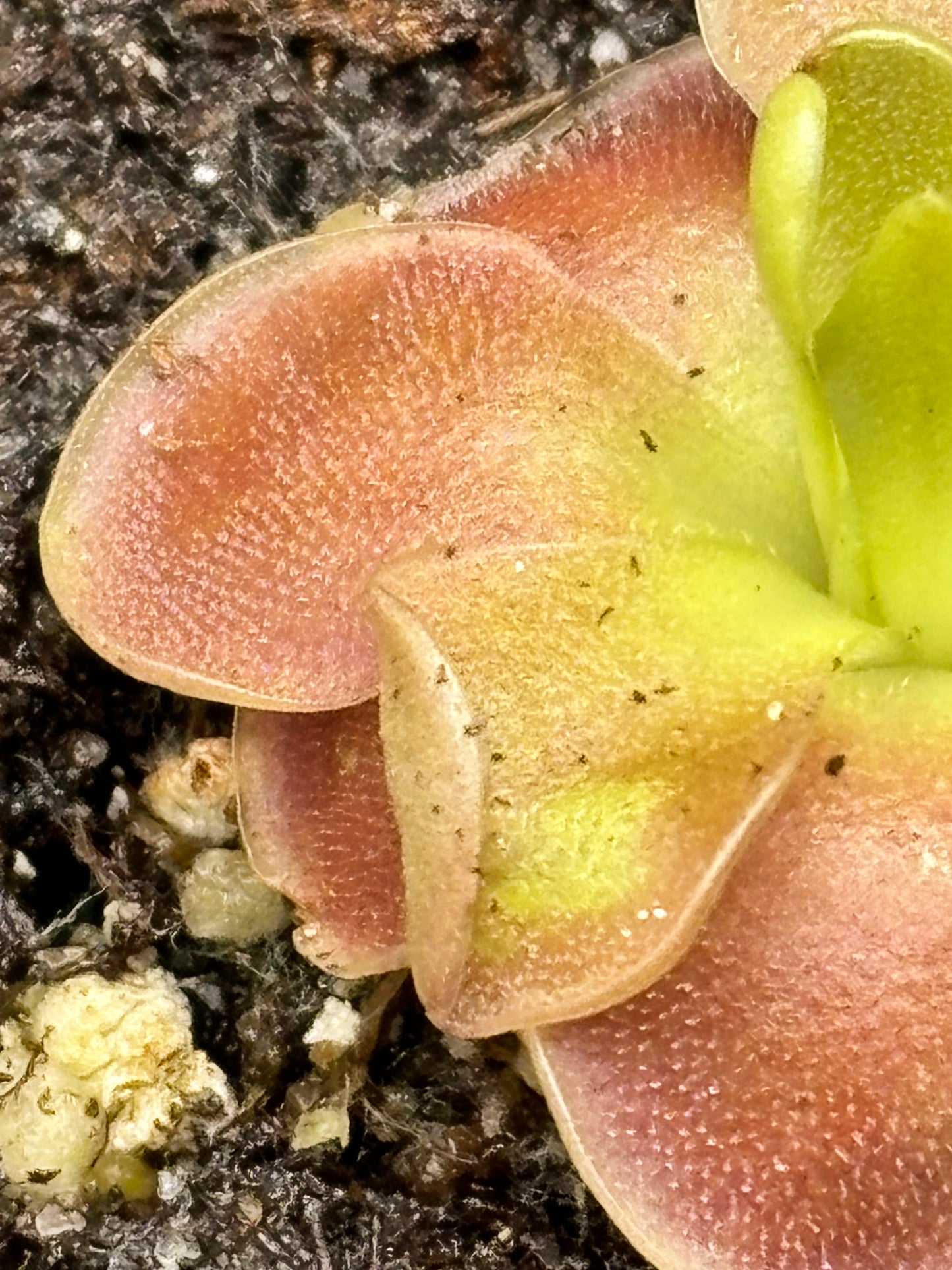 Pinguicula Sethos - Carnivorous Plant Butterwort