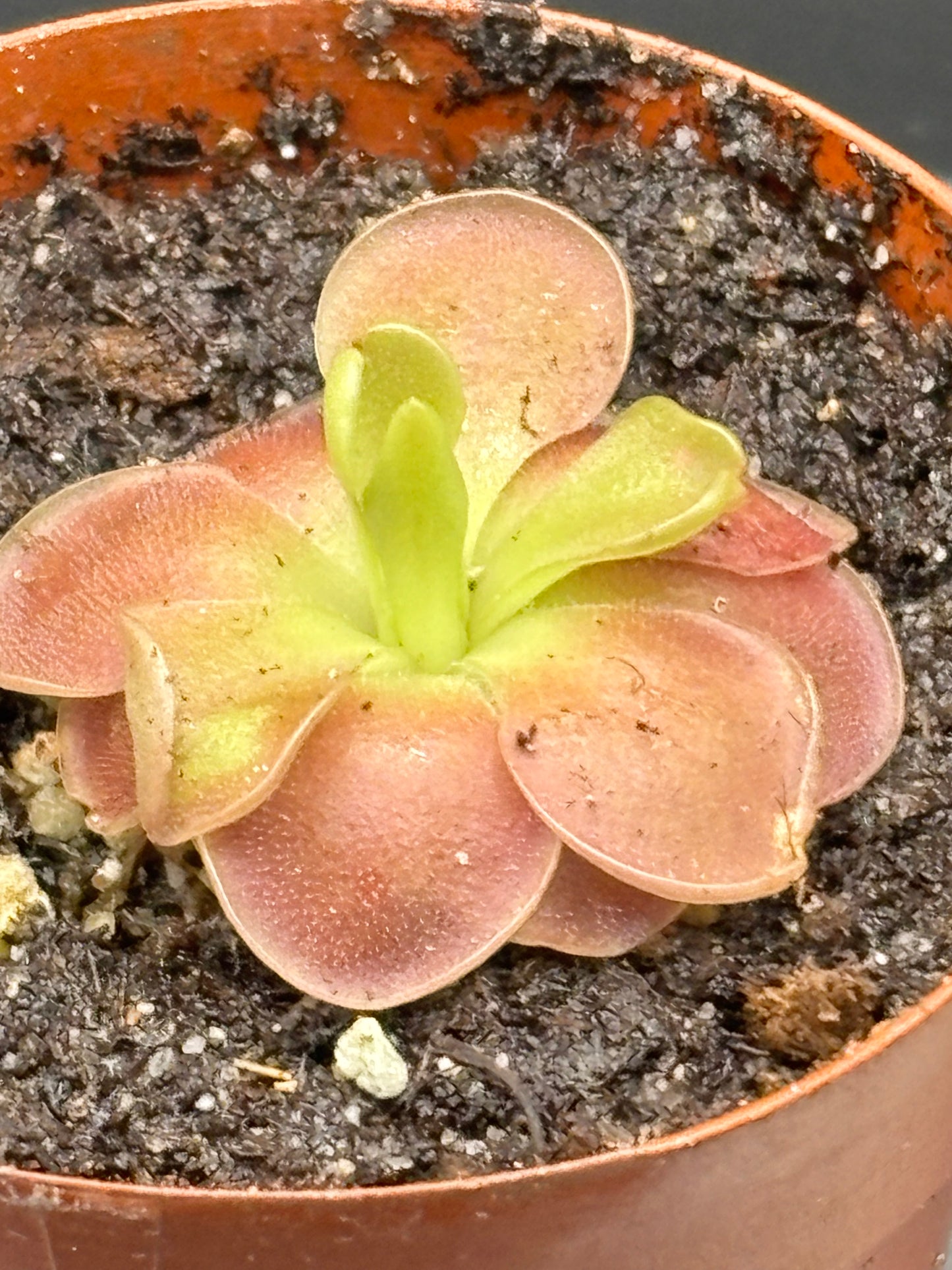 Pinguicula Sethos - Carnivorous Plant Butterwort