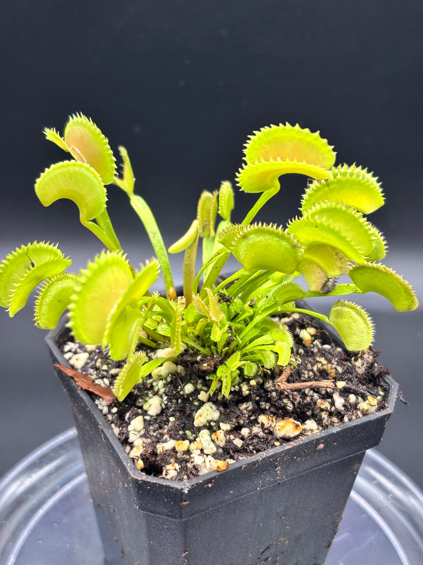 Venus Flytrap ‘Dente’ - Carnivorous Plant