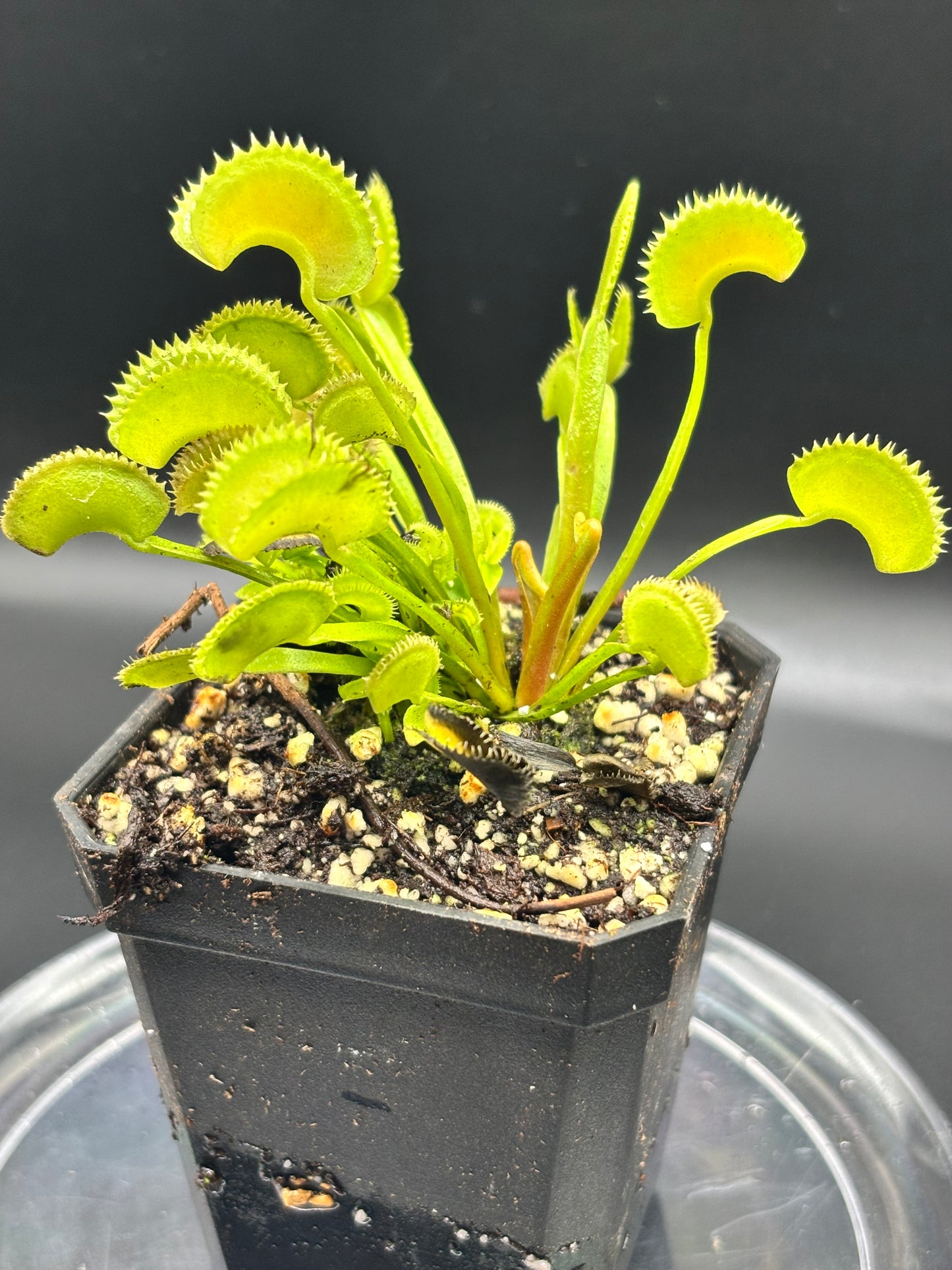 Venus Flytrap ‘Dente’ - Carnivorous Plant